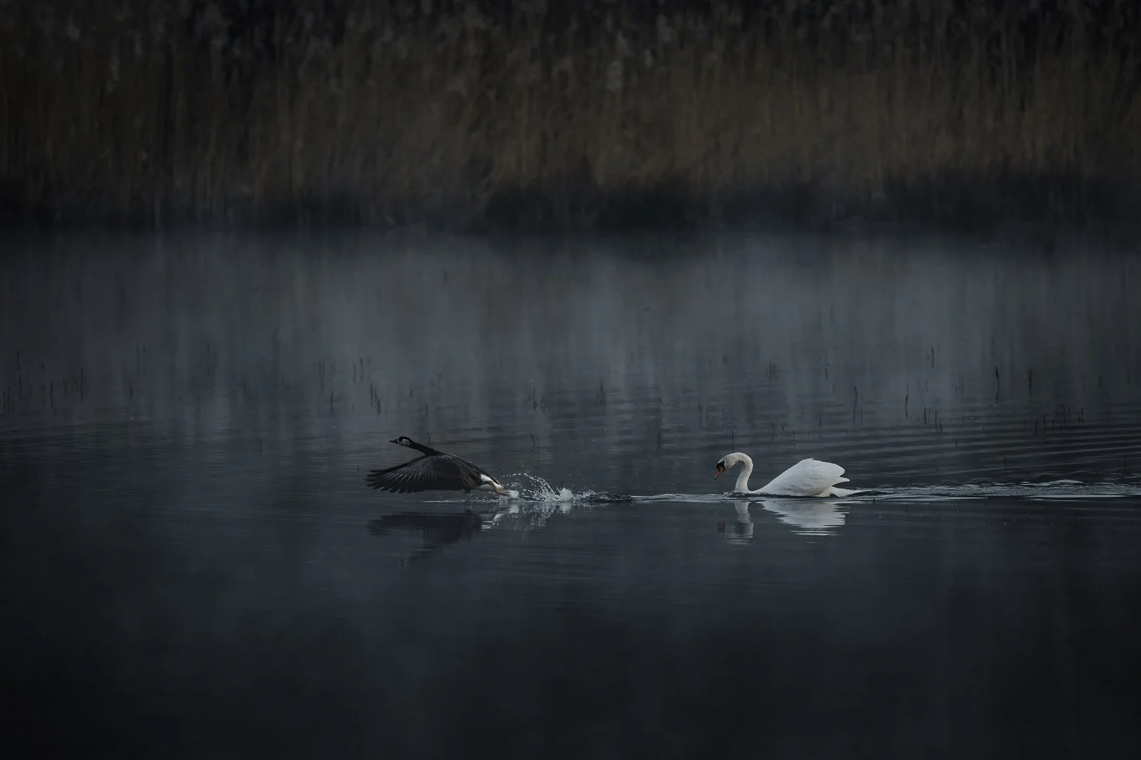 Egyptian goose taking off to escape an approaching mute swan on dark water.