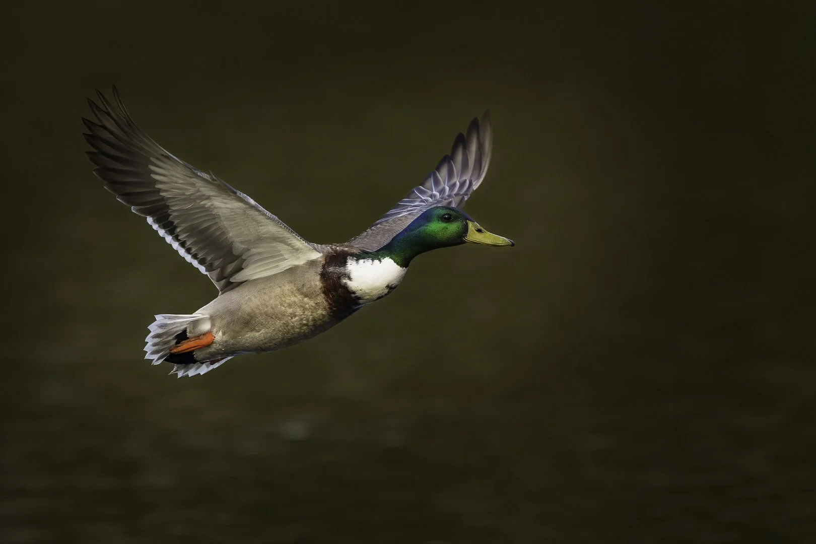 Stockenten-Erpel mit grün schimmerndem Kopf im Gleitflug vor dunklem Hintergrund.