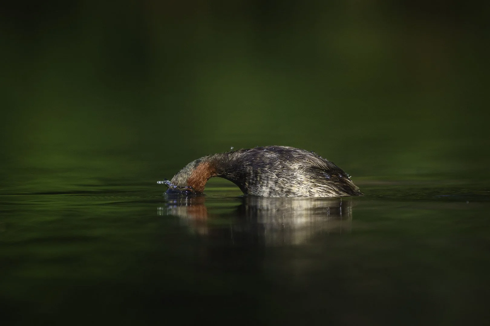 Zwergtaucher taucht kopfüber in goldenes, von der Abendsonne gefärbtes Wasser.