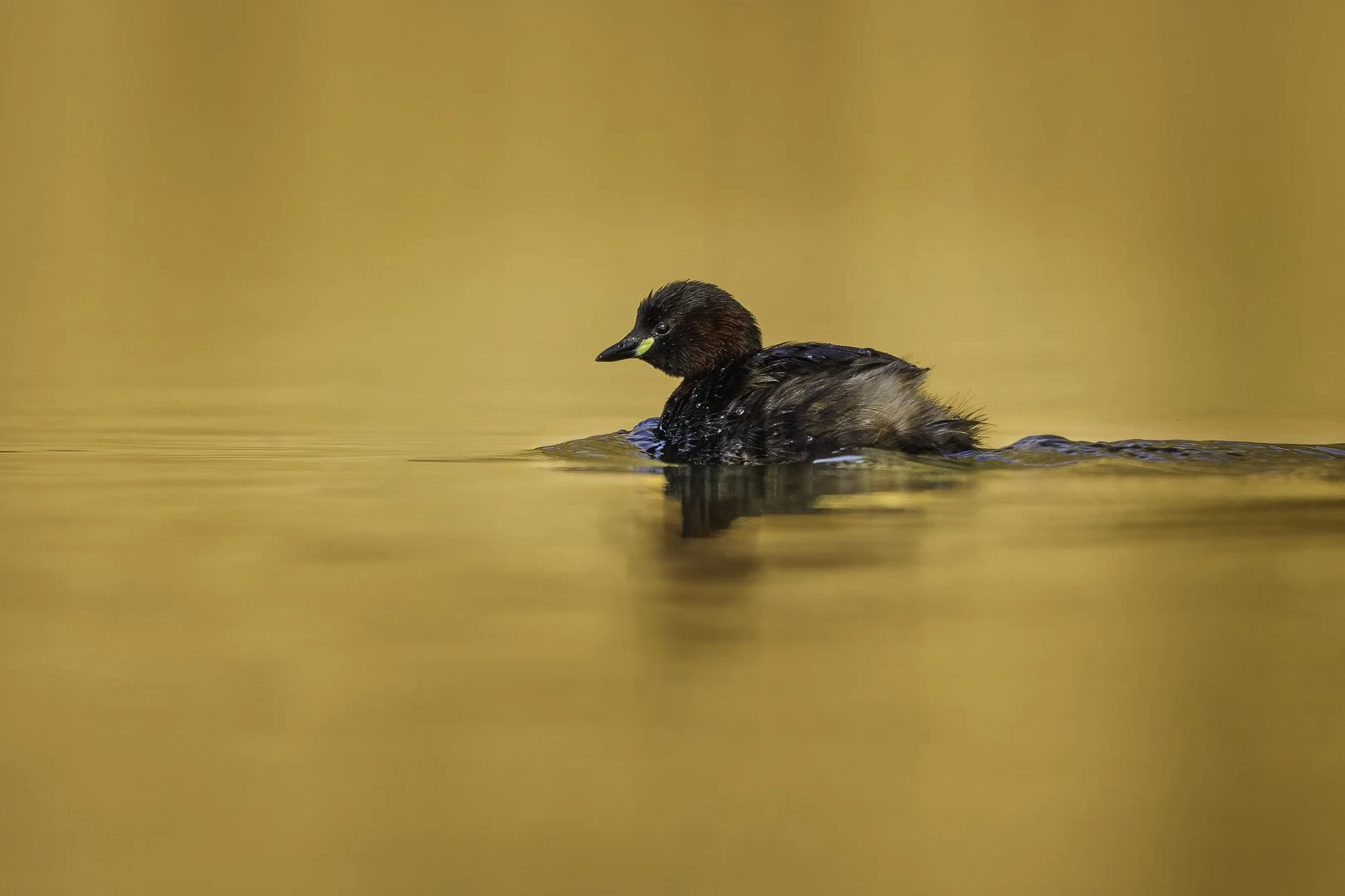 Zwergtaucher schwimmt über goldfarben schimmerndes Wasser im Abendlicht.