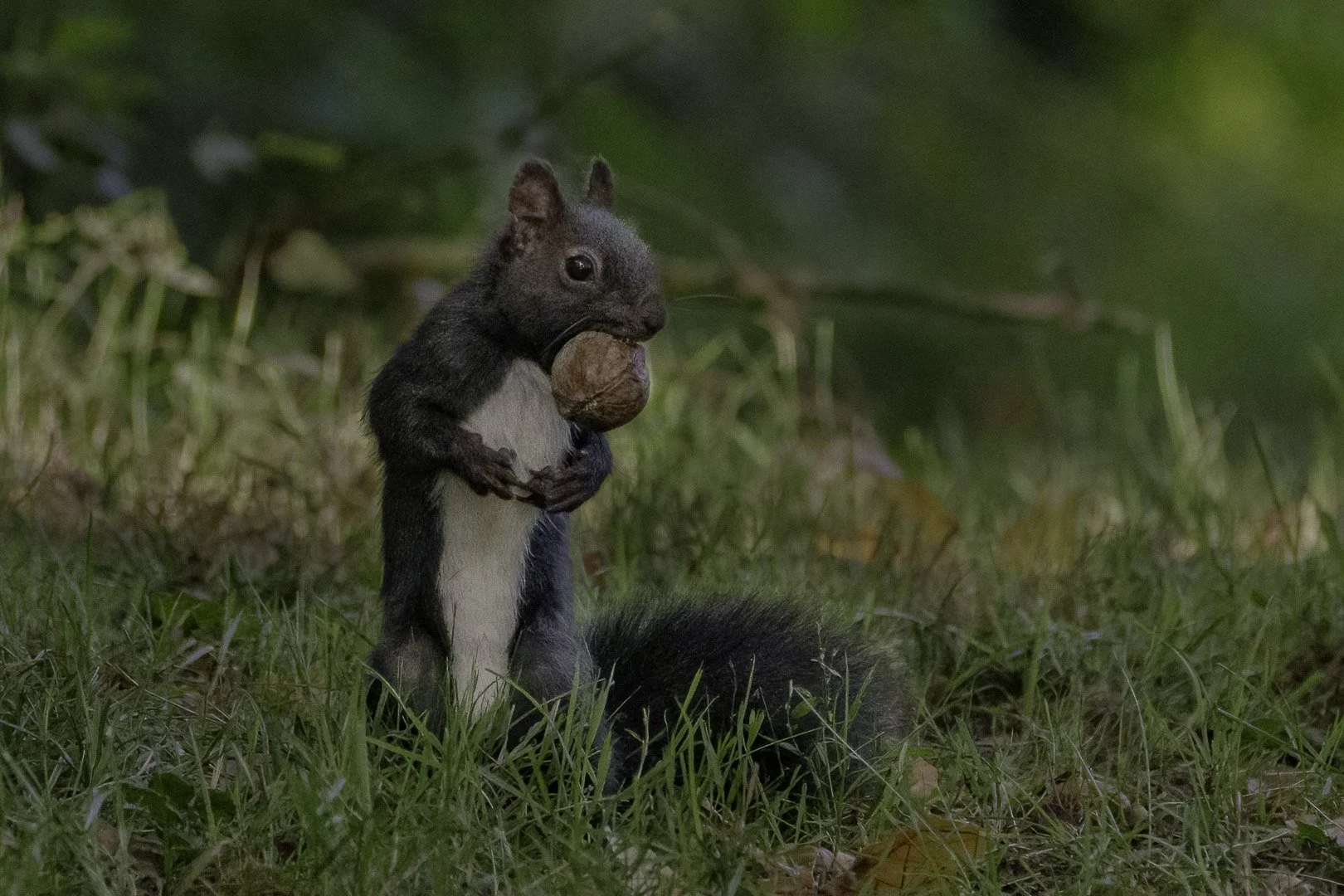 Dark Eurasian red squirrel sitting upright in grass holding a walnut with both paws.