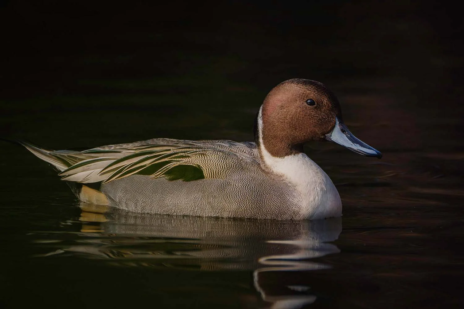 Male Northern Pintail with brown head and white neck stripe swimming on dark water.