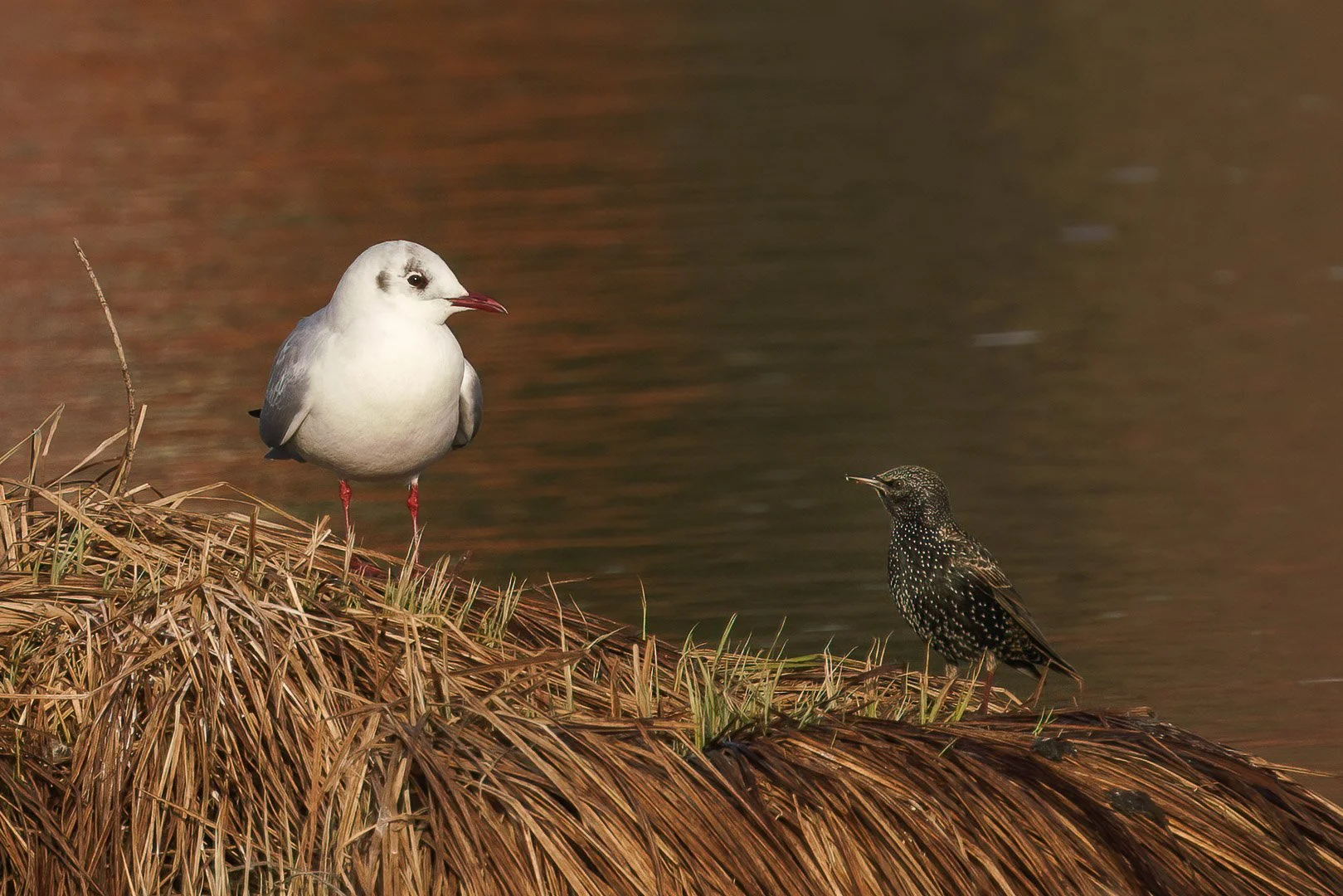 Black-headed Gulls and Starling at Small Lake