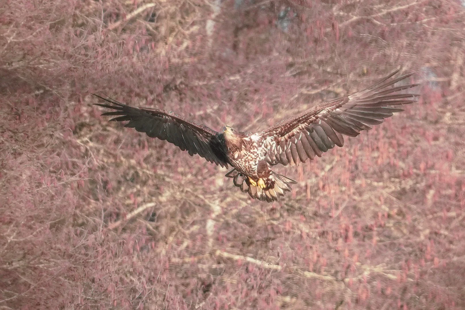 Giovane aquila di mare in volo basso ad ali spiegate sopra una brughiera rossastra.