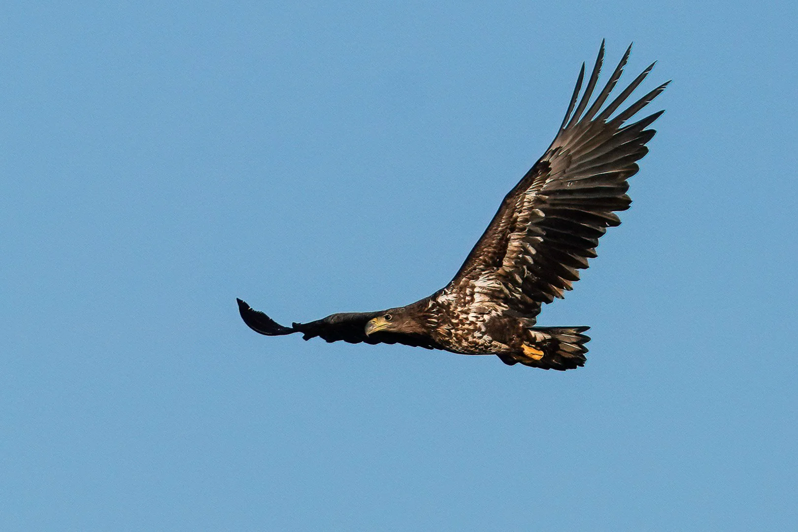 Giovane aquila di mare che plana ad ali spiegate su un cielo azzurro terso.