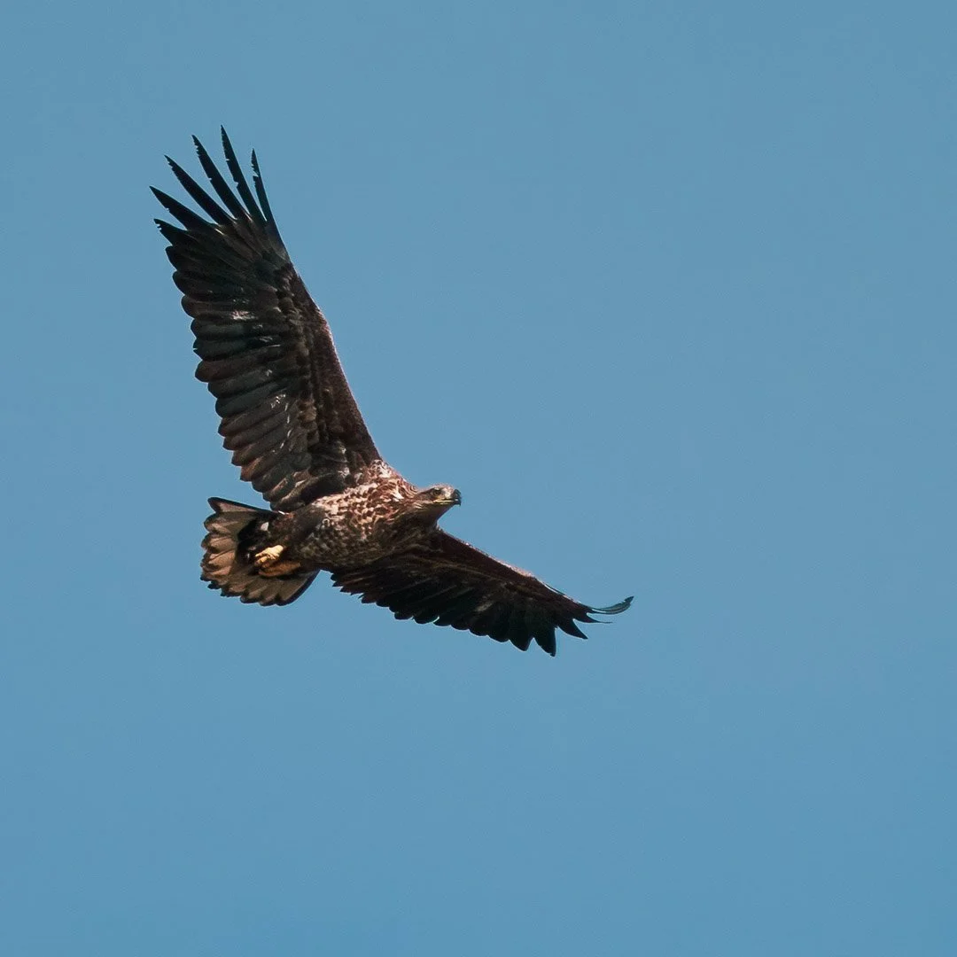 Giovane aquila di mare in volo con le ali sollevate in alto contro un cielo azzurro.