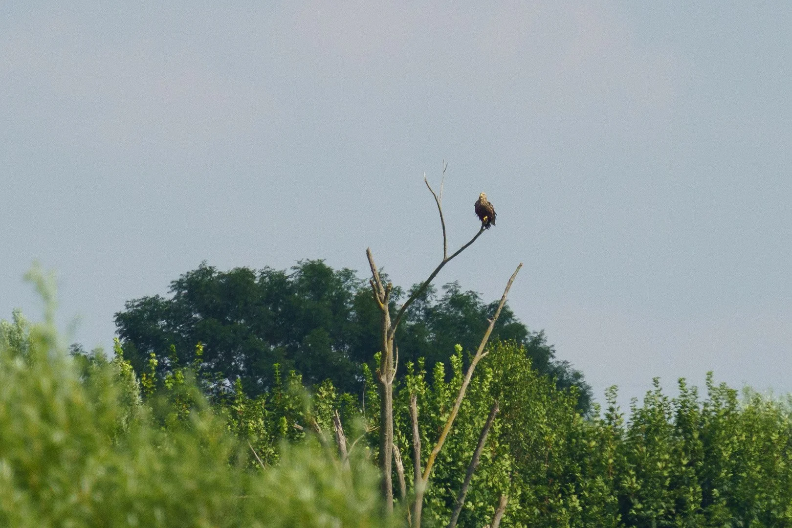 Aquila di mare (Haliaeetus albicilla) posata su un ramo secco sopra un bosco ripariale e canneti nell'Alto Palatinato