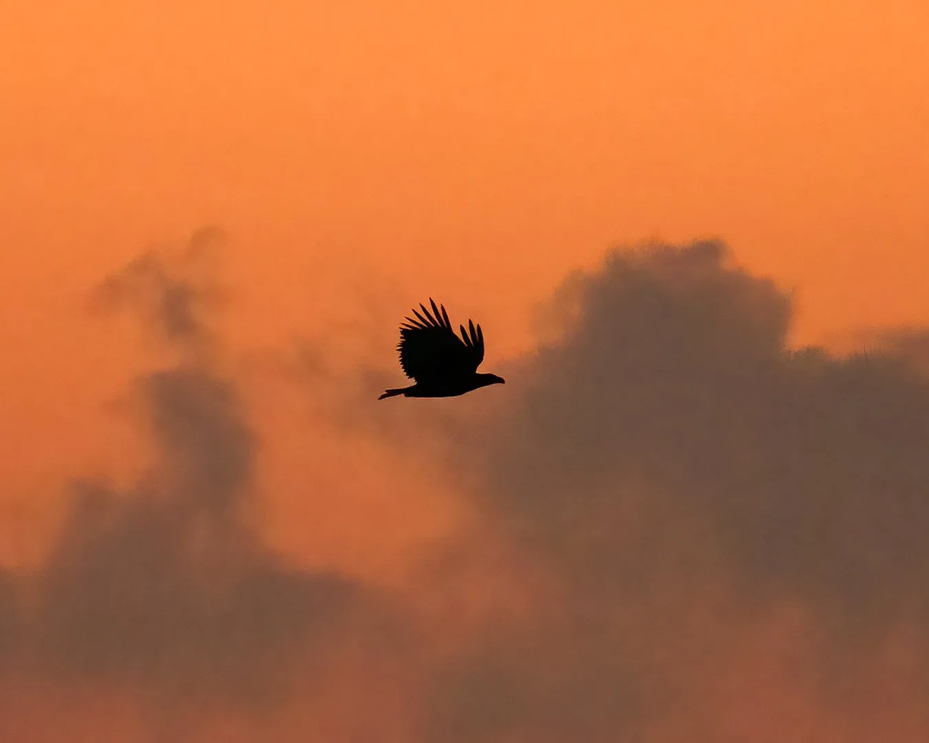Aquila di mare (Haliaeetus albicilla) in volo, in controluce contro un cielo mattutino arancione