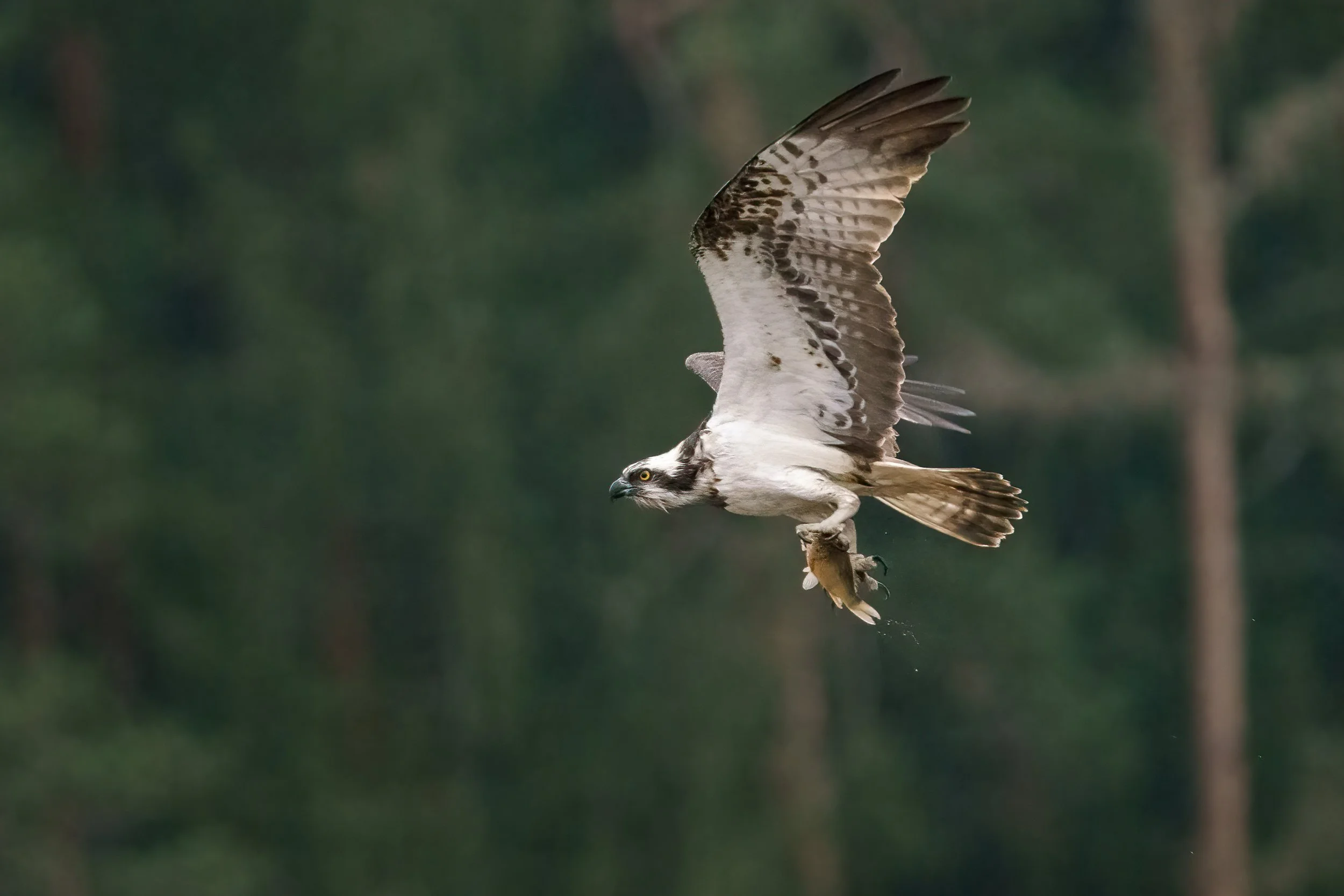 Osprey flying with a fish gripped in its talons against a dark forest background.