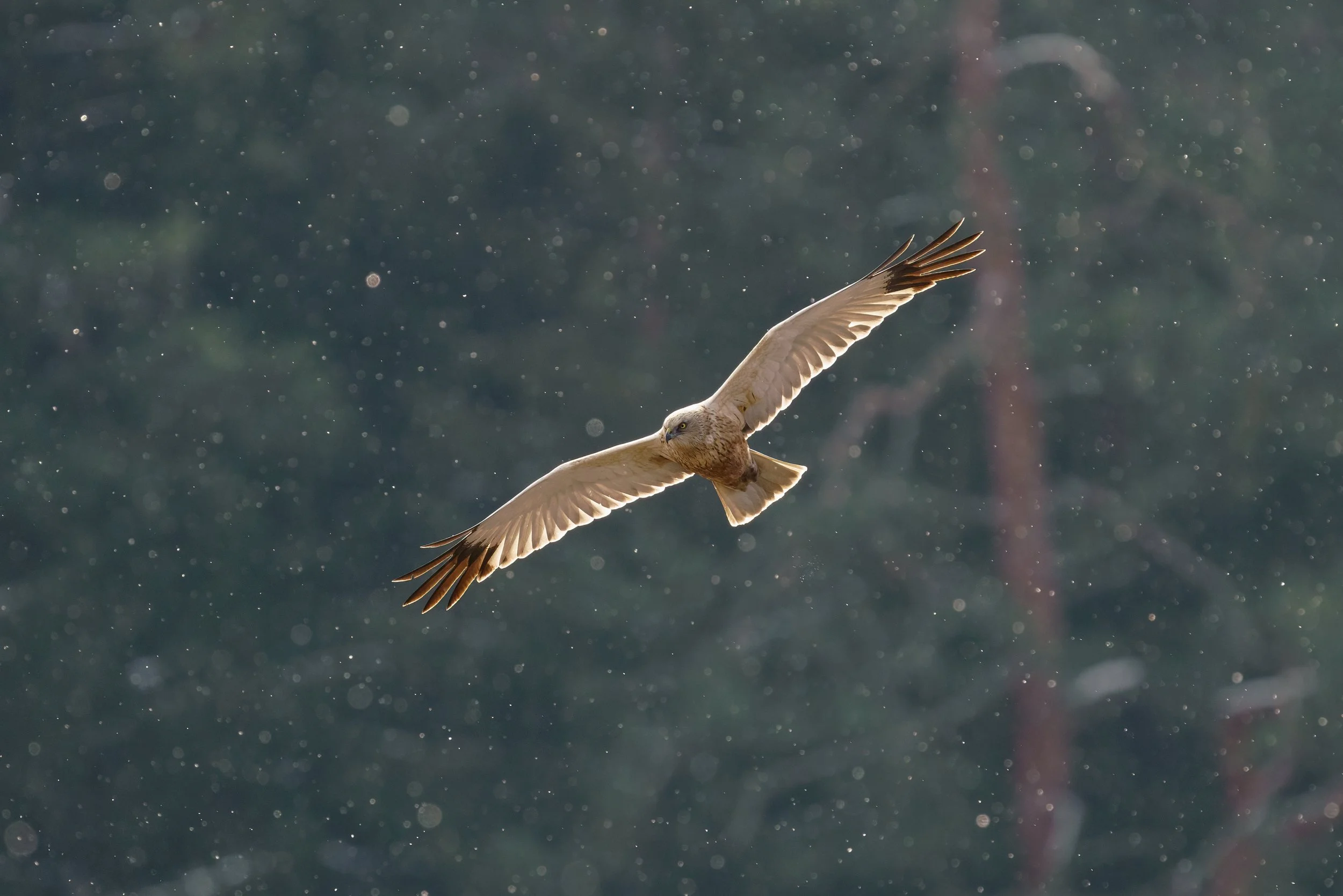Male marsh harrier in snowfall in Bavaria in a natural winter scene