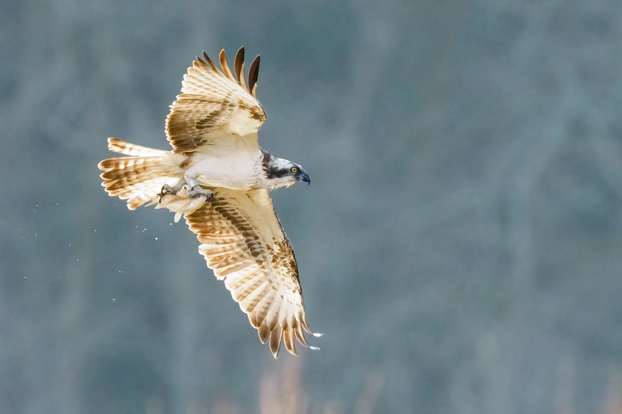 Ringed osprey flying with a fish in its talons against a golden reed background.
