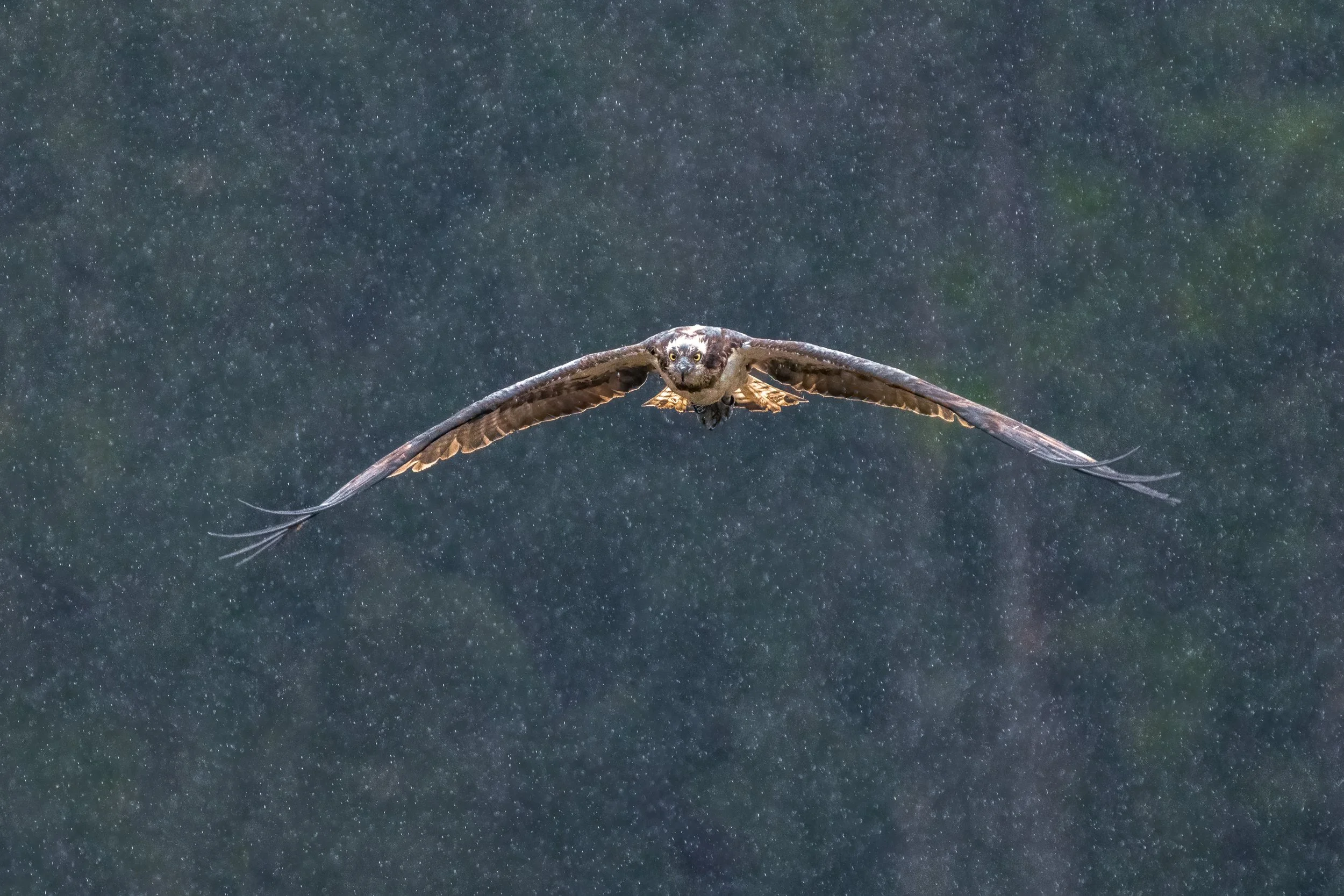 Osprey flying head-on through rain with dark eye mask clearly visible.