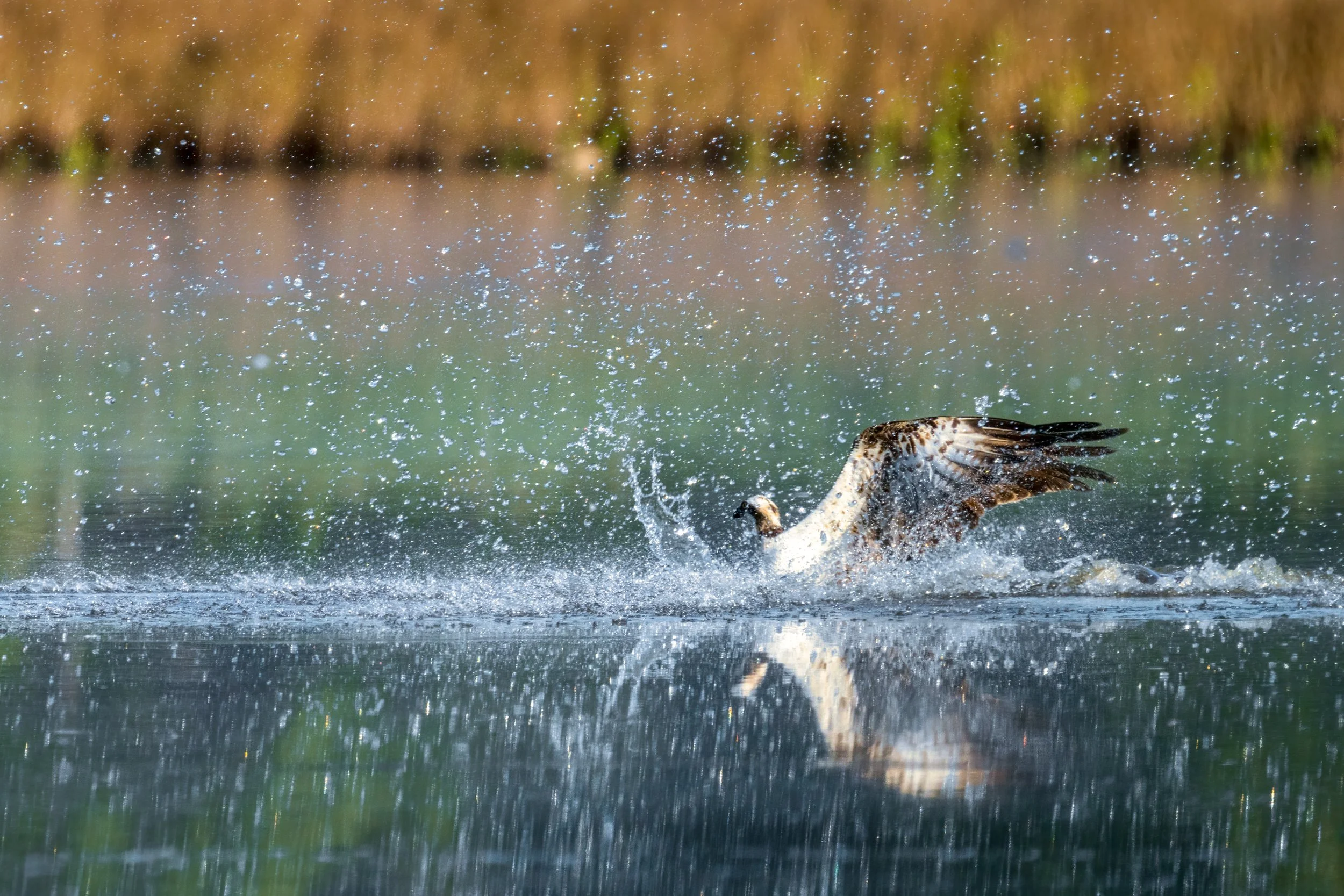 Osprey bursting up out of the water with wet plumage, surrounded by spray.