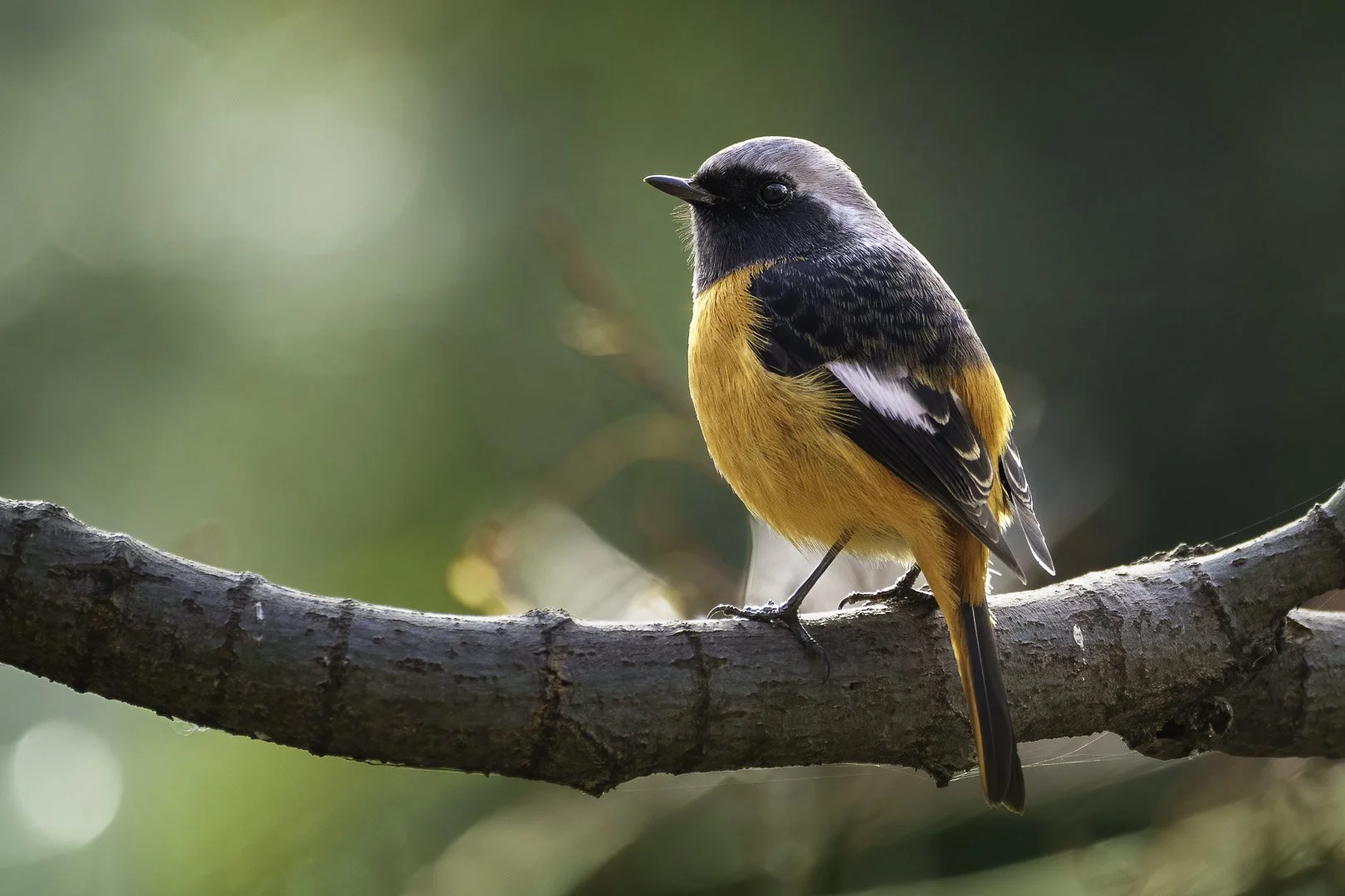 Male Daurian redstart with grey cap and orange belly perched backlit on a branch in Kyoto.