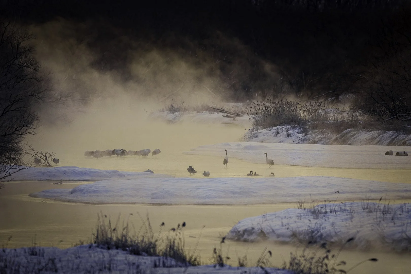 Deux grues du Japon dans la brume d’une rivière hivernale, à l’Otowa Bridge, Hokkaido.