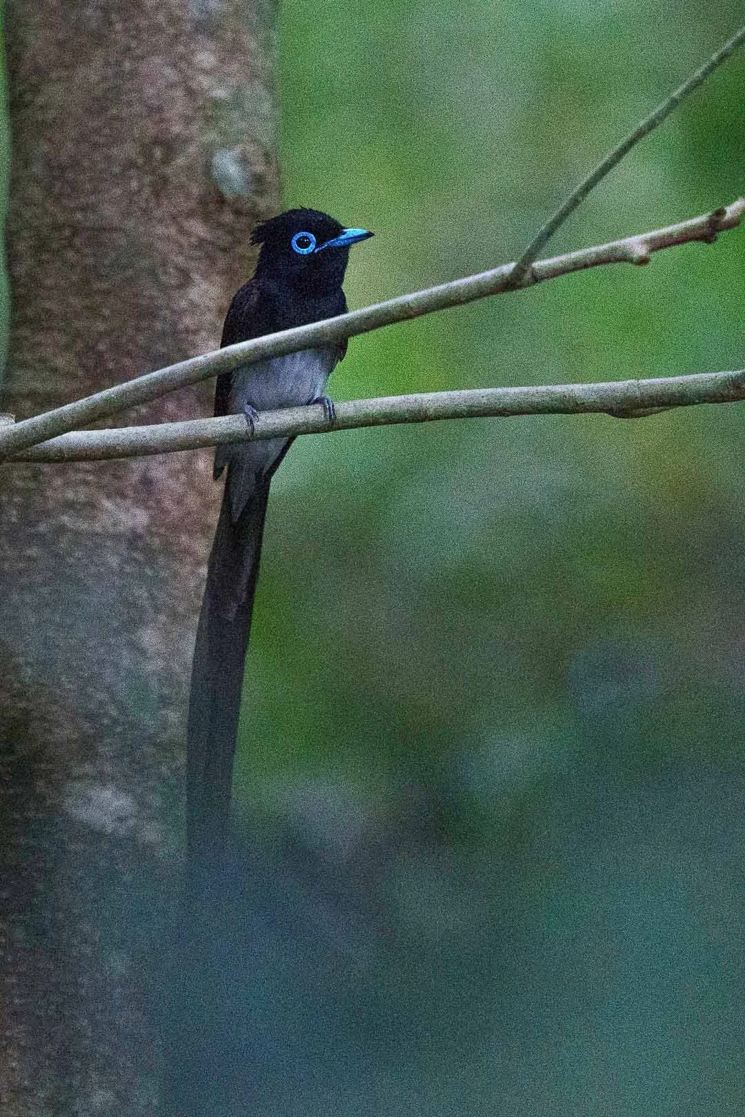 Un macho de monarca colilargo japonés, con el anillo ocular azul, posado en la maleza oscura.