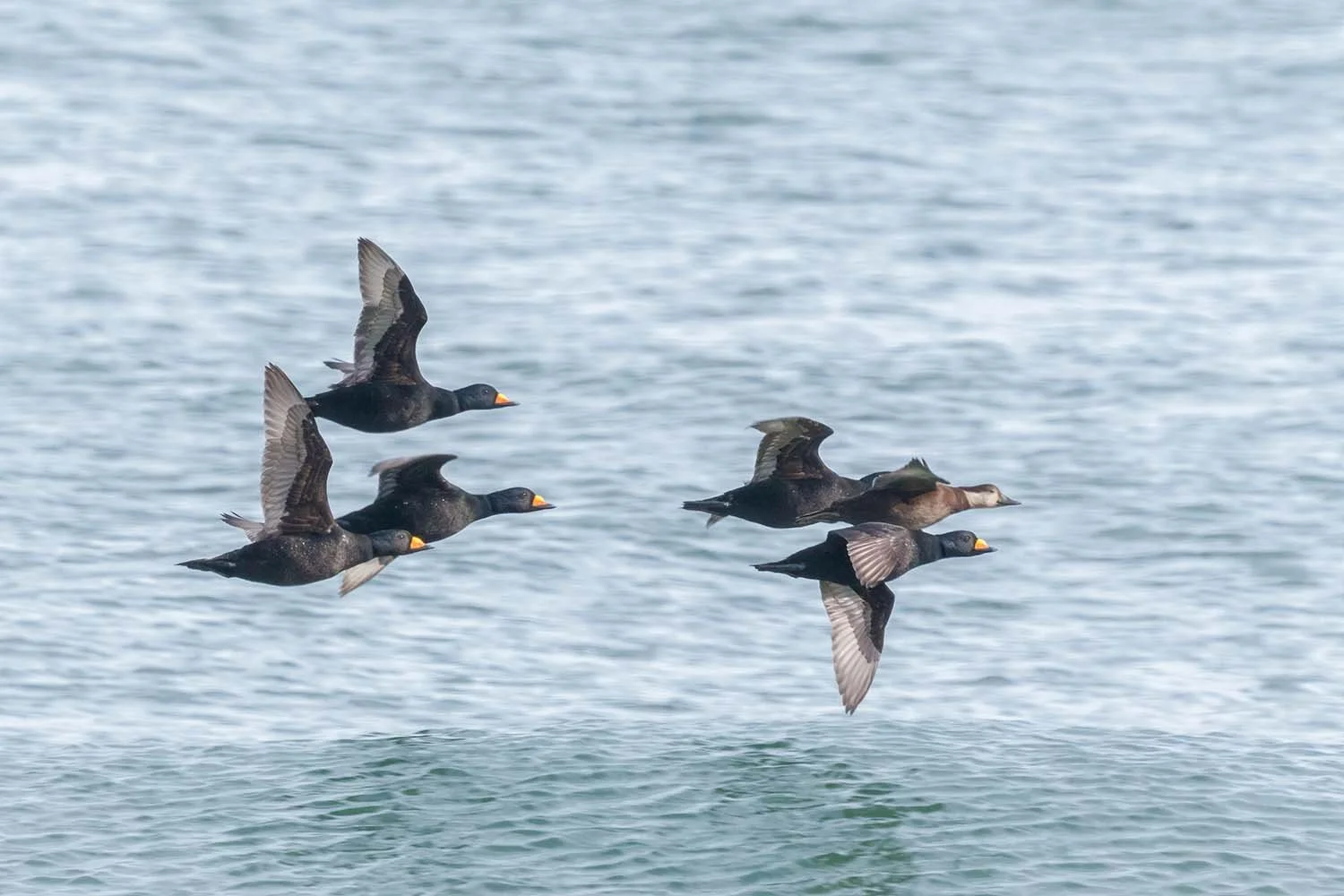 Four black scoters with orange bill knobs flying low over water.