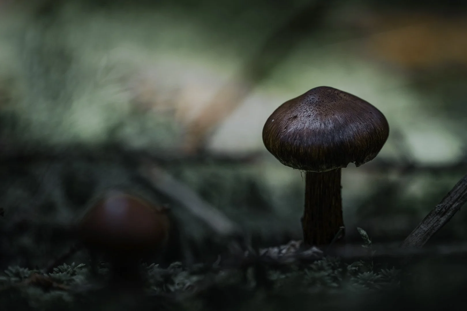 A dark brown cap mushroom grows in the moss next to an acorn on the forest floor.