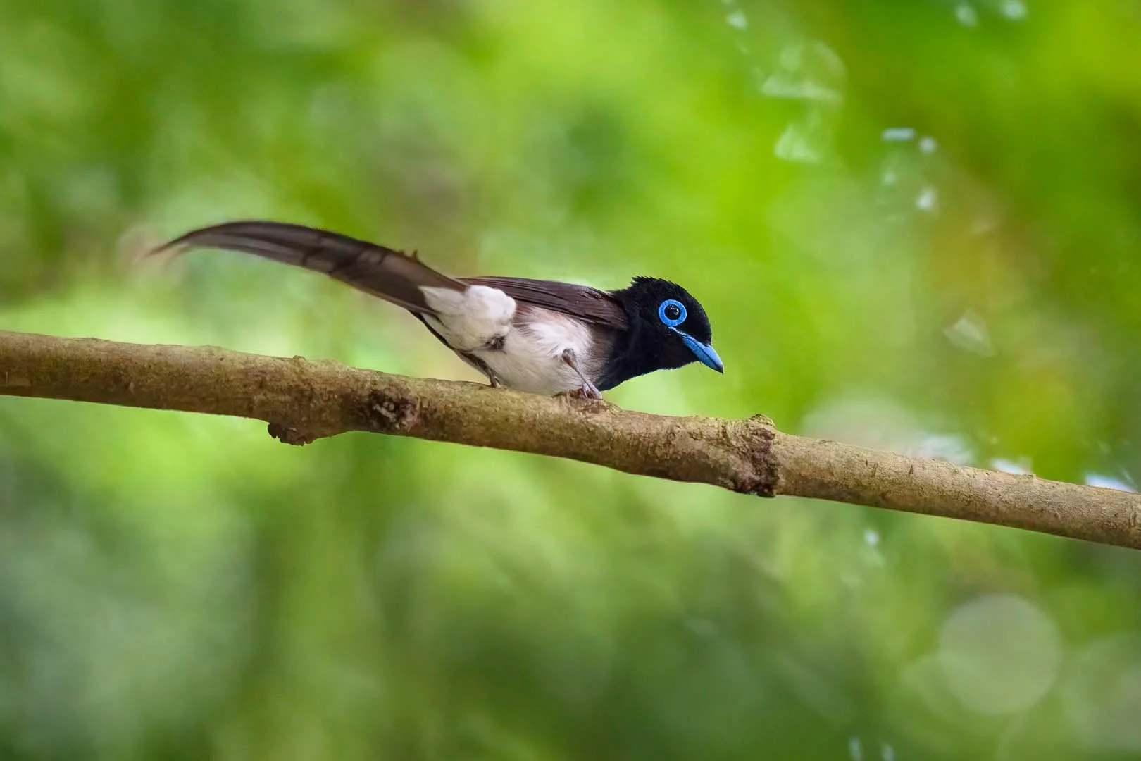 Bird Photography on the Izu Peninsula