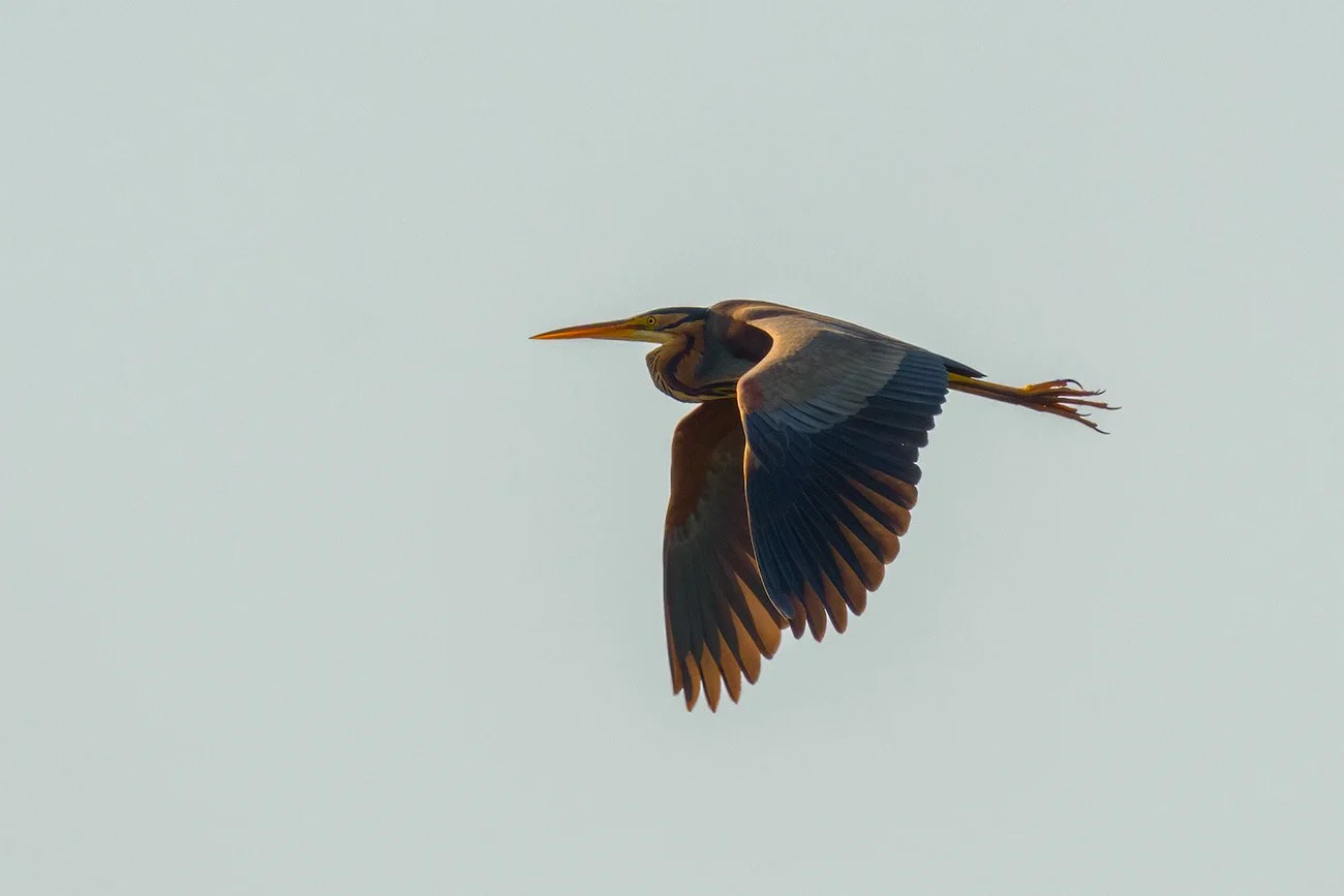 Purpurreiher im Flug mit ausgebreiteten Schwingen vor hellem Himmel.