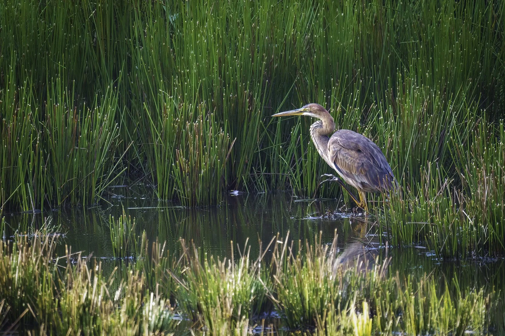 Purple heron in dense reed area by the water’s edge with reddish-brown feathers and focused gaze on the water