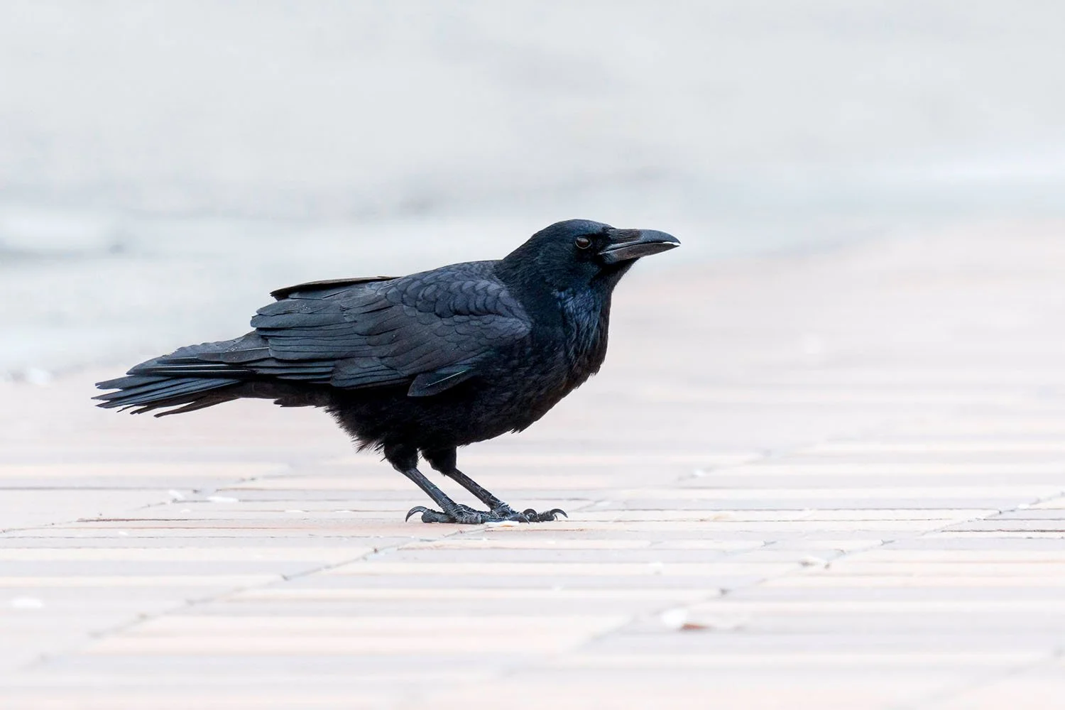 Common raven standing on paved ground looking to the side.