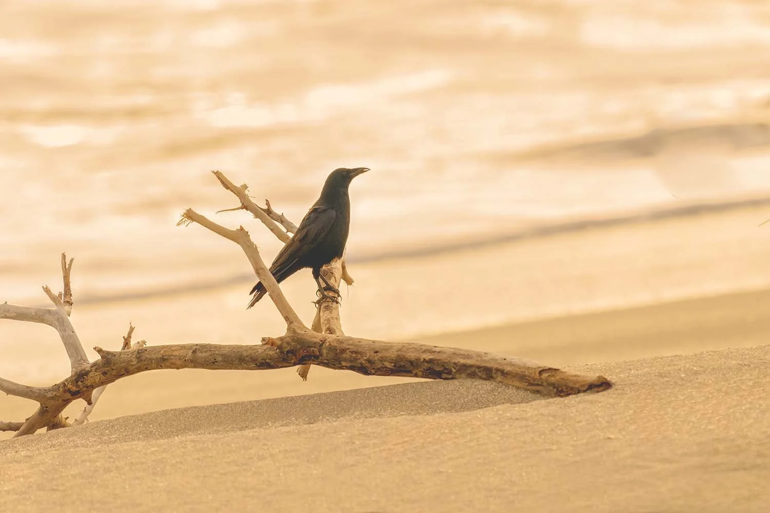 Live Blog: Bōsō Peninsula – Driftwood Beach 2023 / 2024 #3