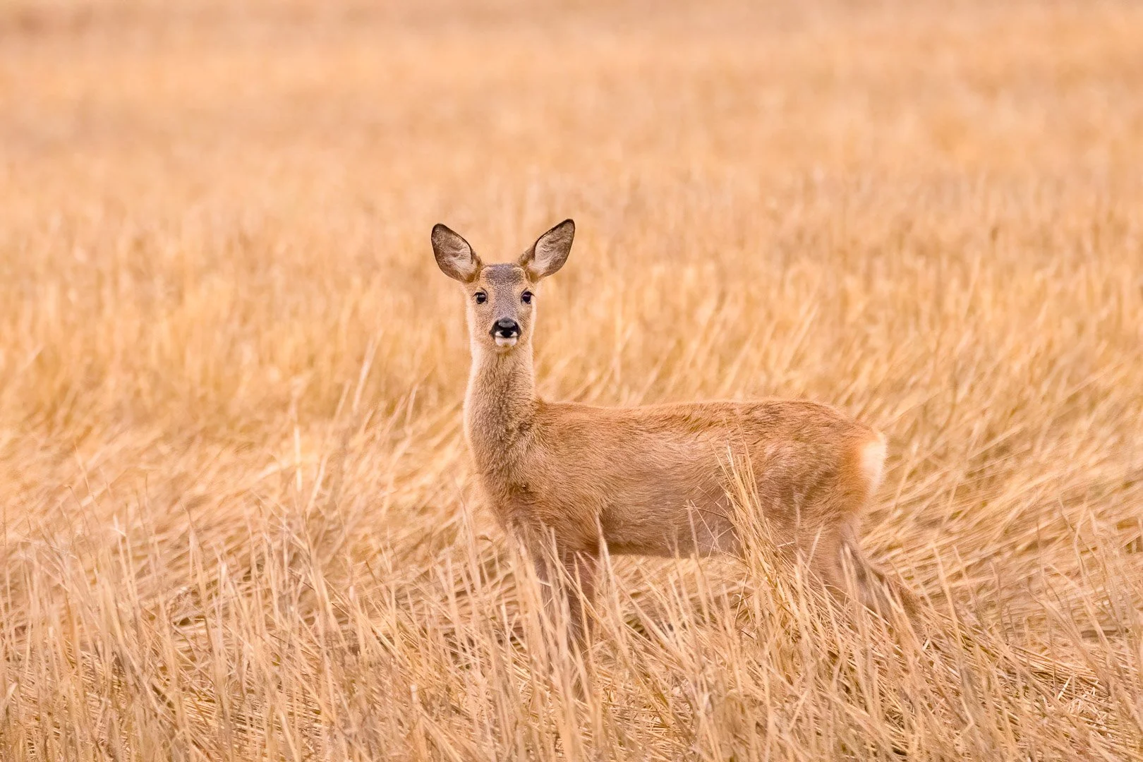 Deer (Capreolus capreolus) - Picture taken in Bavaria, Germany