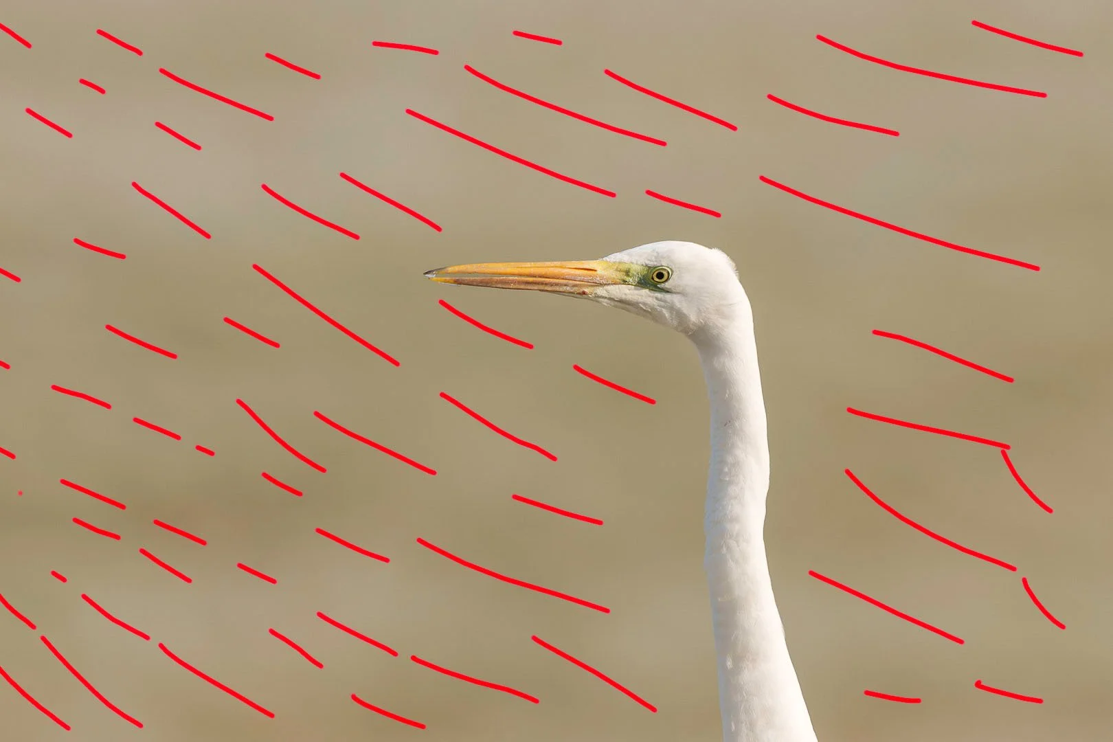 A white egret with a long neck and pointed beak against a blurred marked background. The image is marked where the negative space in photography is placed.