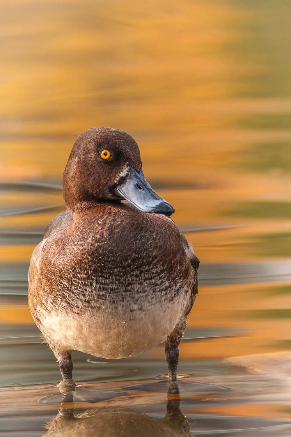 Female tufted duck glancing back over her shoulder in golden water light.