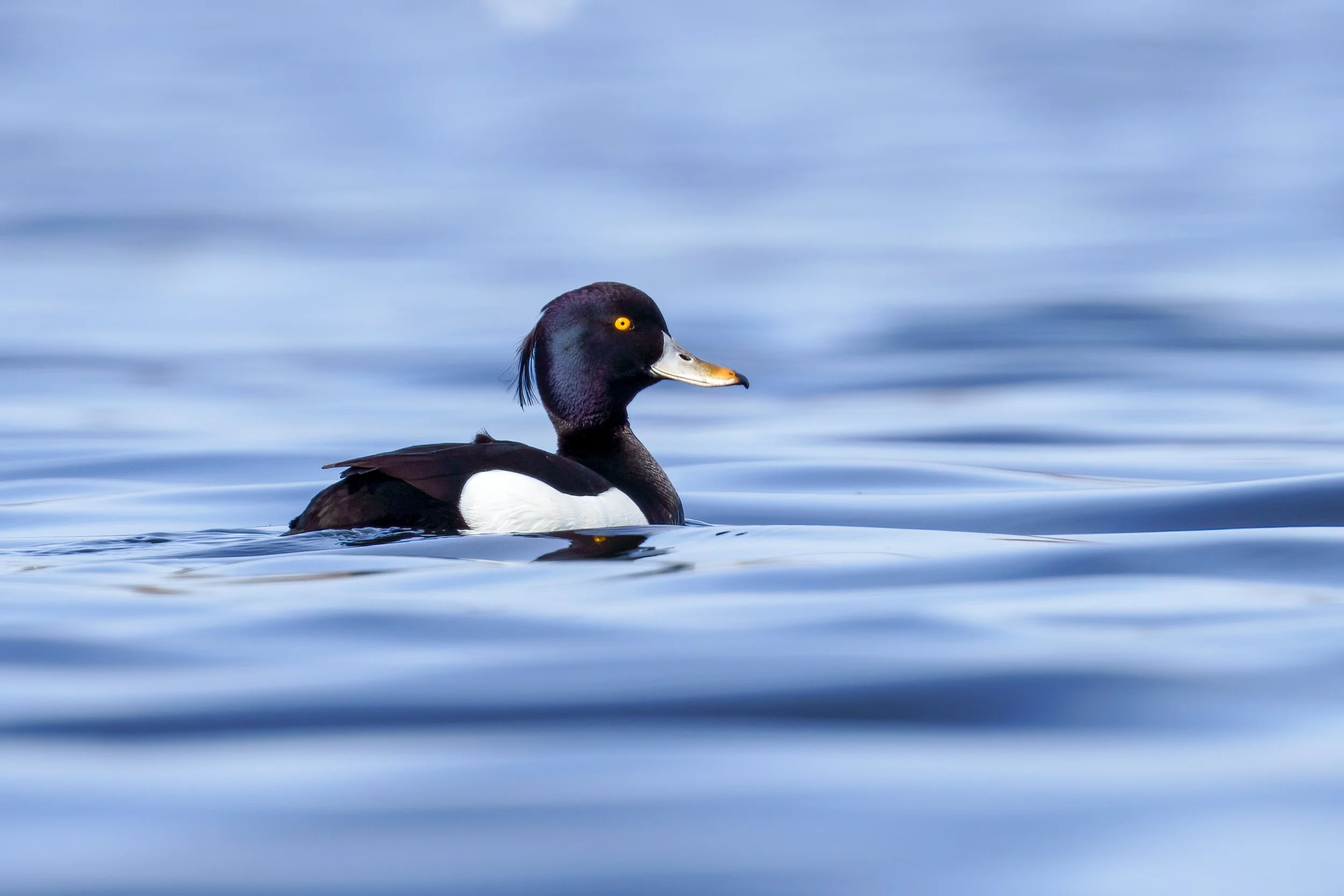 Männliche Reiherente mit Federschopf gleitet über blaues Wasser.