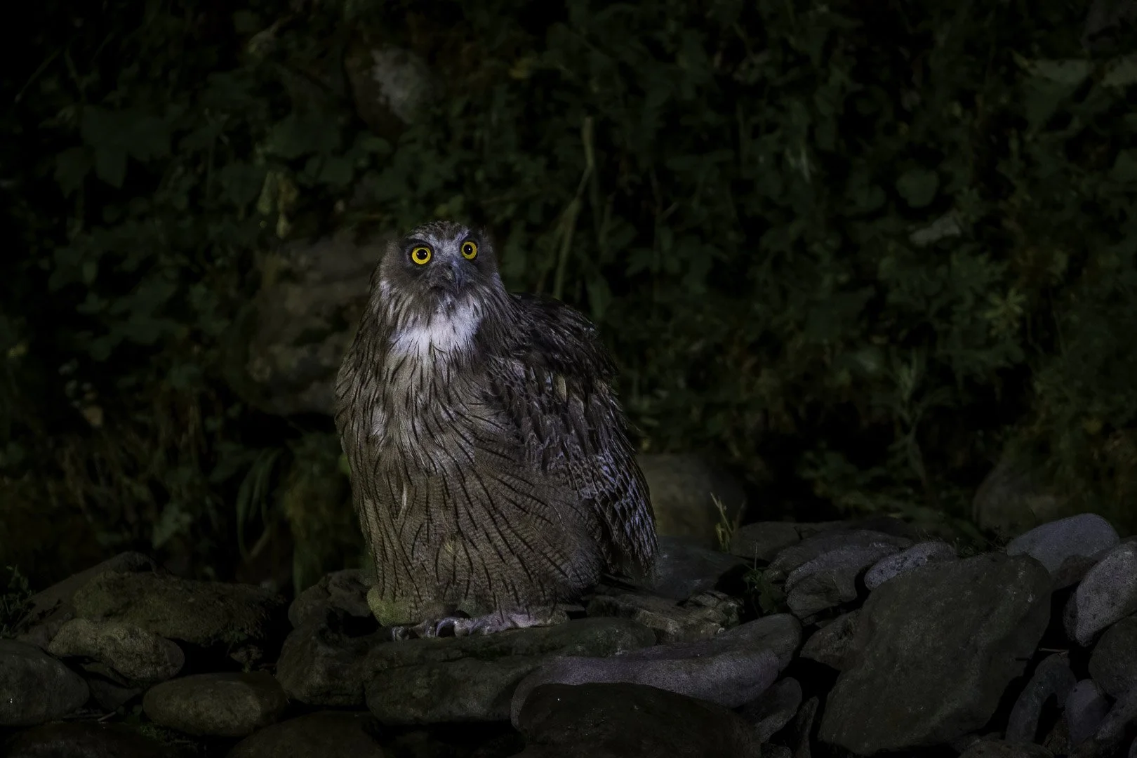 Blakiston's fish owl flying with a fish in its bill over the Chitorai River.