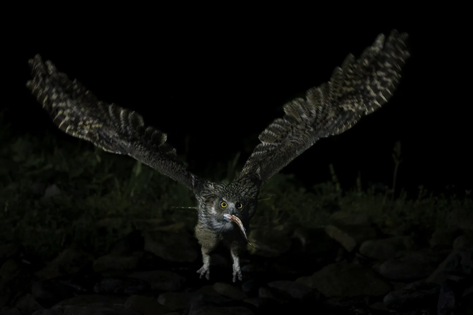 Blakiston's fish owl flying with a caught fish and wings raised high.