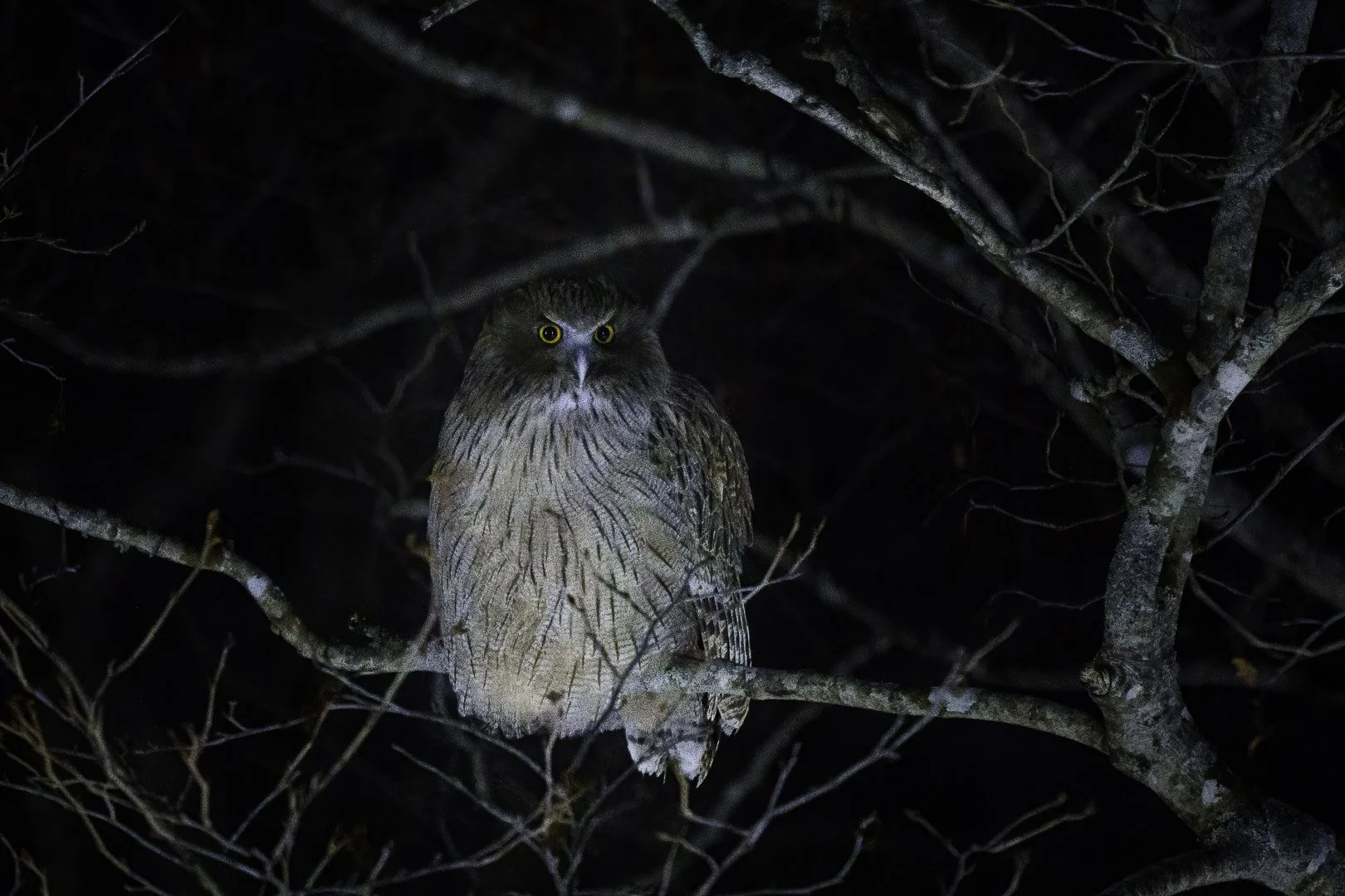 Grand-duc de Blakiston posé de nuit sur une branche, à Hokkaido, au Japon.