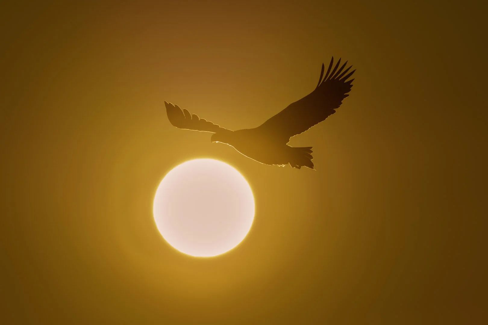 Silhouette d’un pygargue de Steller devant le soleil levant dans un ciel doré.