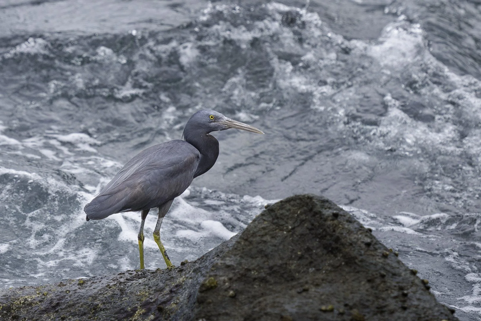 The Pacific reef heron (Egretta sacra) - Picture was taken on the Izu Peninsula, Japan