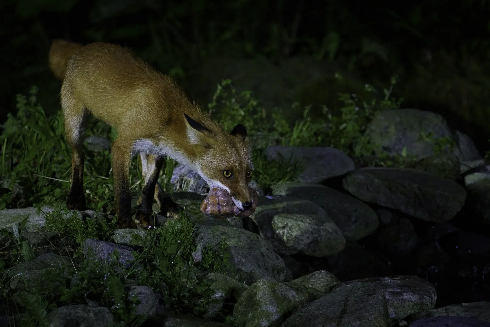 The Urban Foxes of Berlin