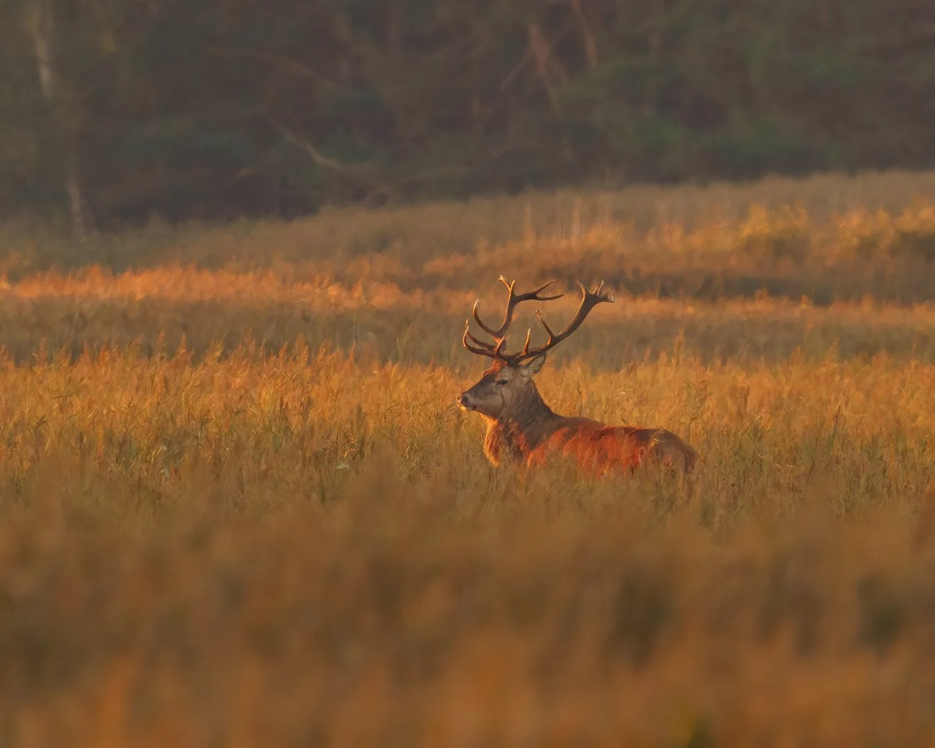 Red Deer (Cervus elaphus) - Picture taken at Darß Zingst, Mecklenburg-Western Pomerania, Germany