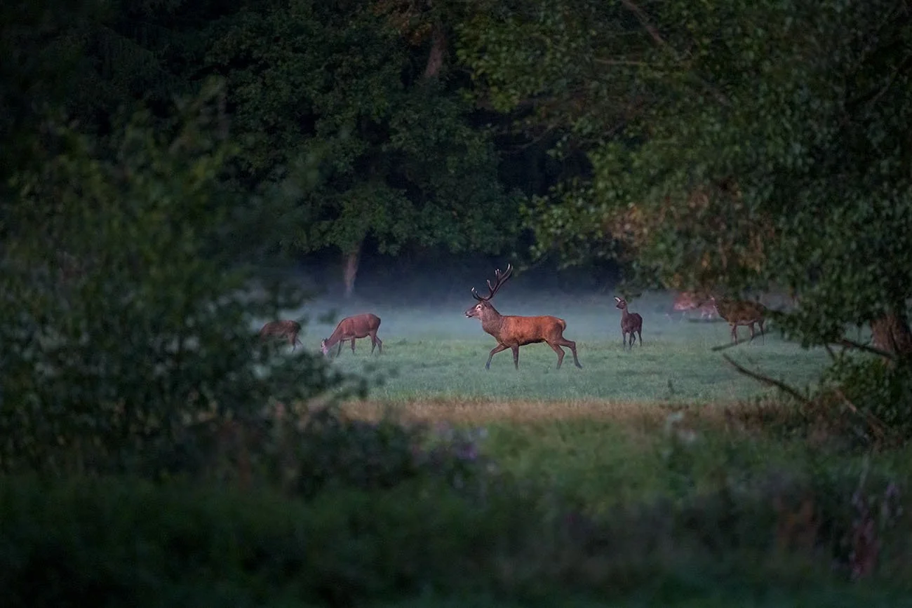 Gruppo di cervi in una radura al crepuscolo con un cervo maschio in primo piano, avvolti dalla nebbia