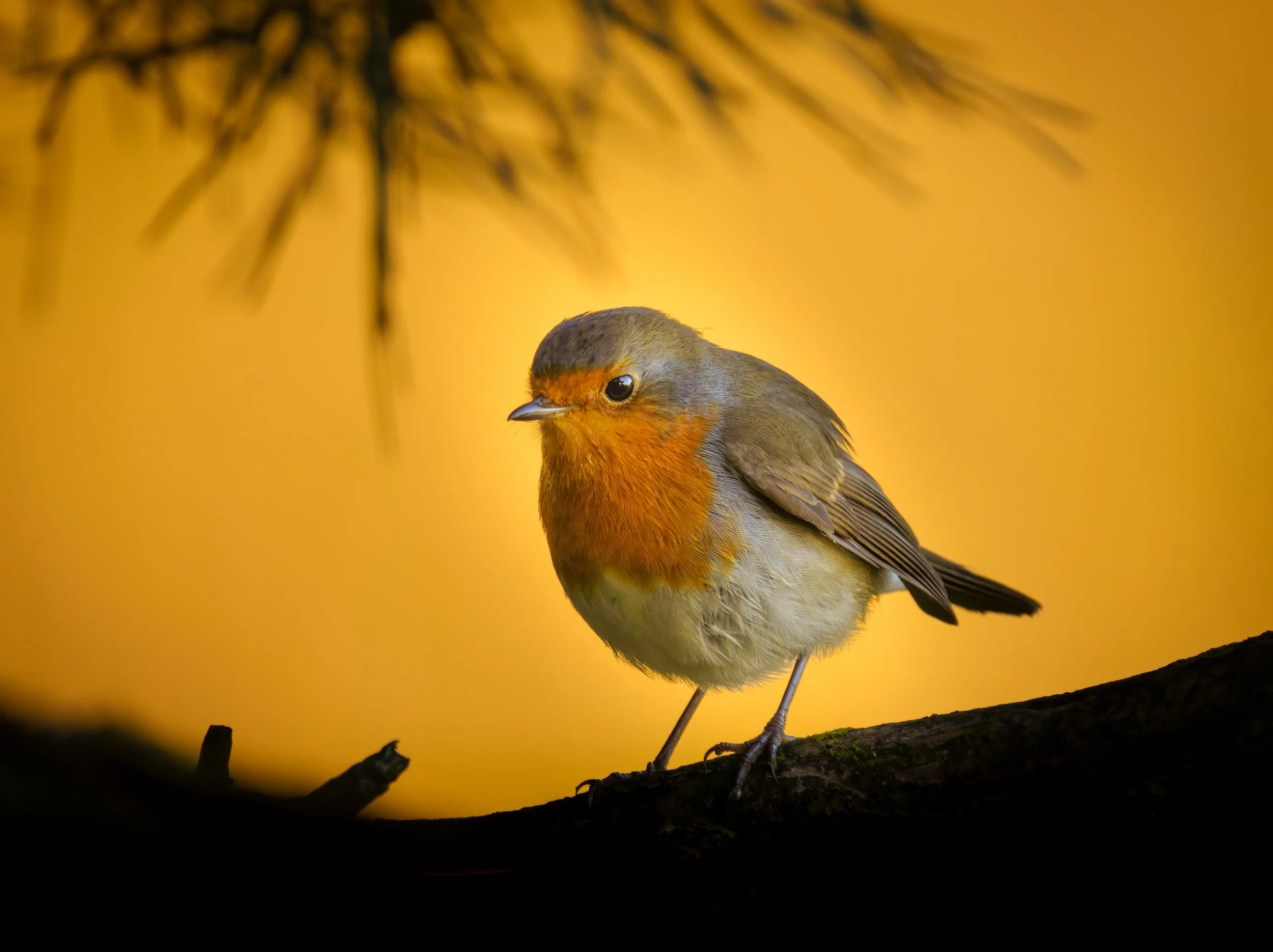 A native European robin in Germany is sitting on a metal rod covered with a layer of snow. It has brown upper plumage and an orange breast and throat, which give it its name.