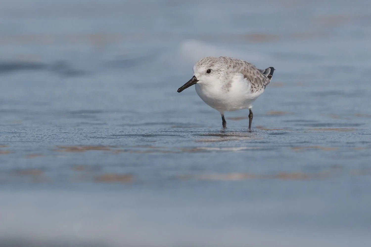 Sanderling in pale winter plumage wading through shallow, reflective water on a beach.