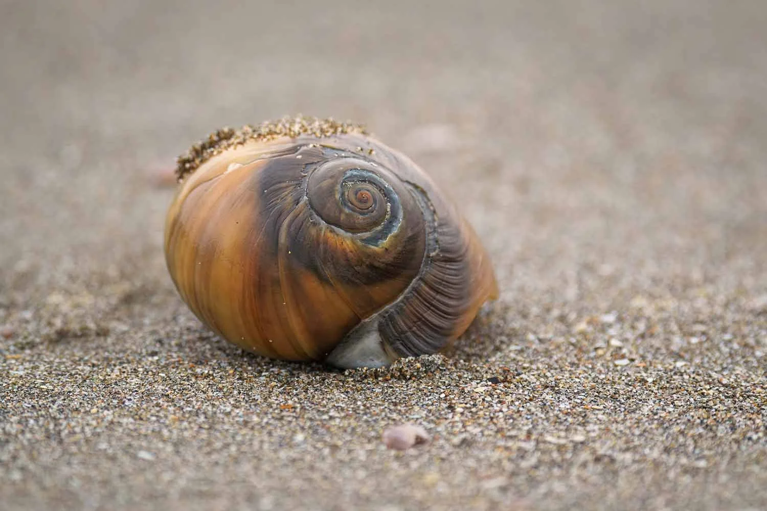 Empty snail shell lying in wet sand on the beach, grains of sand clinging to the shell
