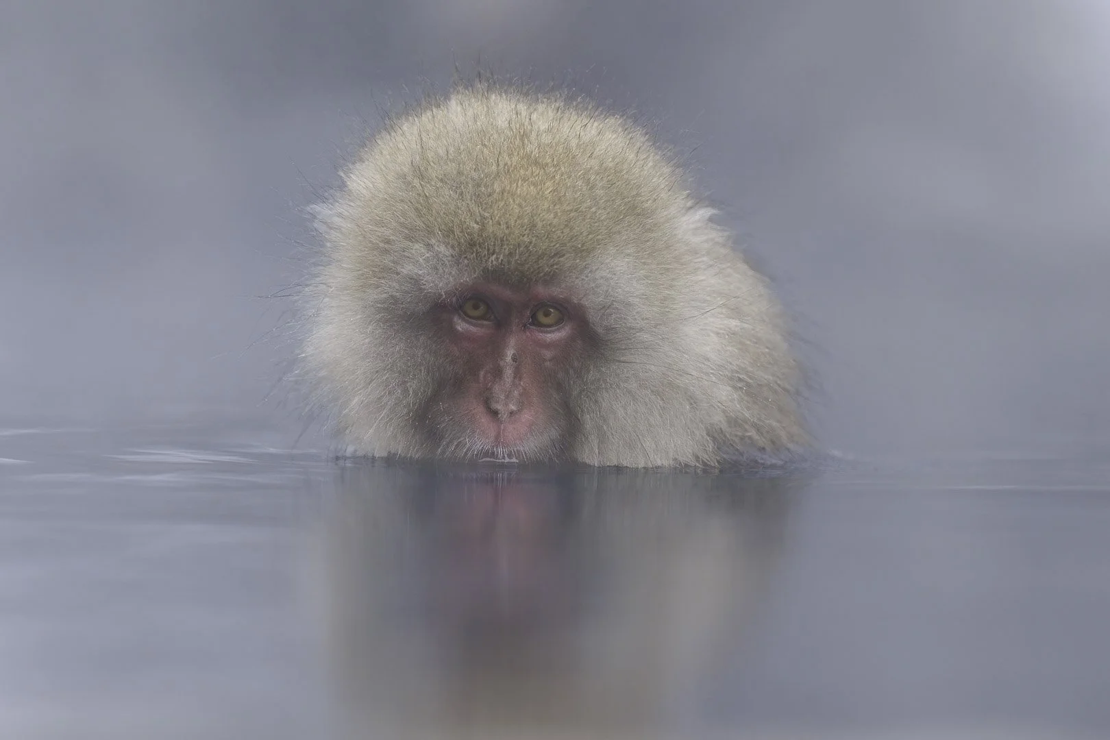Japanese macaque soaking chin-deep in a steaming hot spring, reddened face, alert amber eyes.