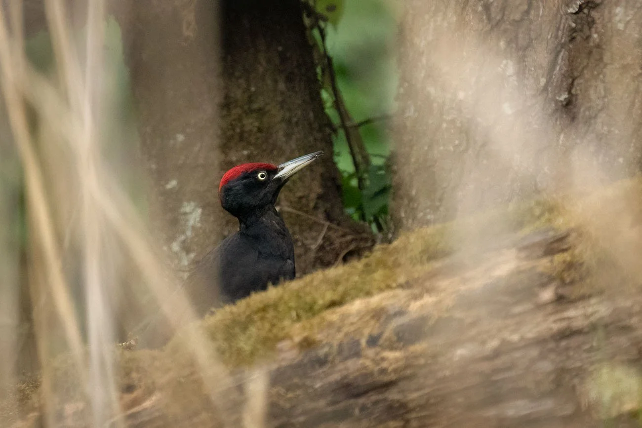 A black woodpecker (Dryocopus martius) with black plumage and a red head perched on a mossy tree trunk in a forest