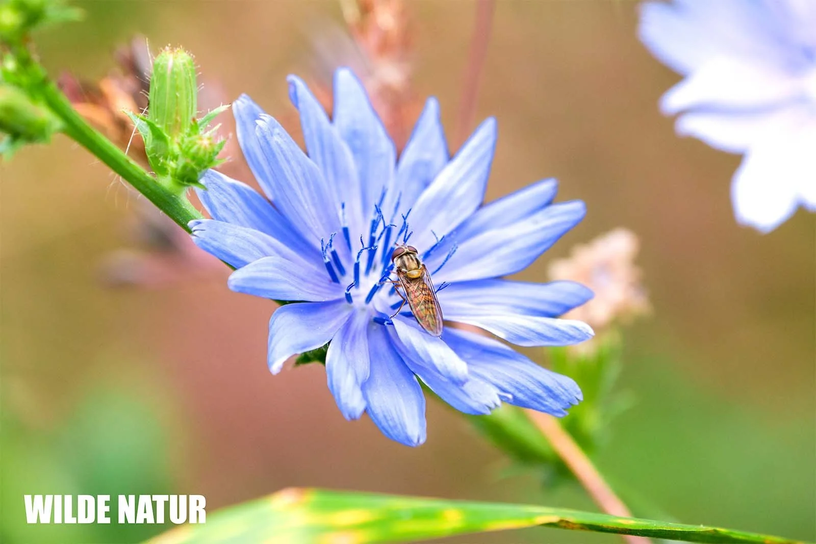 Schwebfliege mit gebändertem Hinterleib sitzt auf blauer Wegwartenblüte und sucht Nektar.