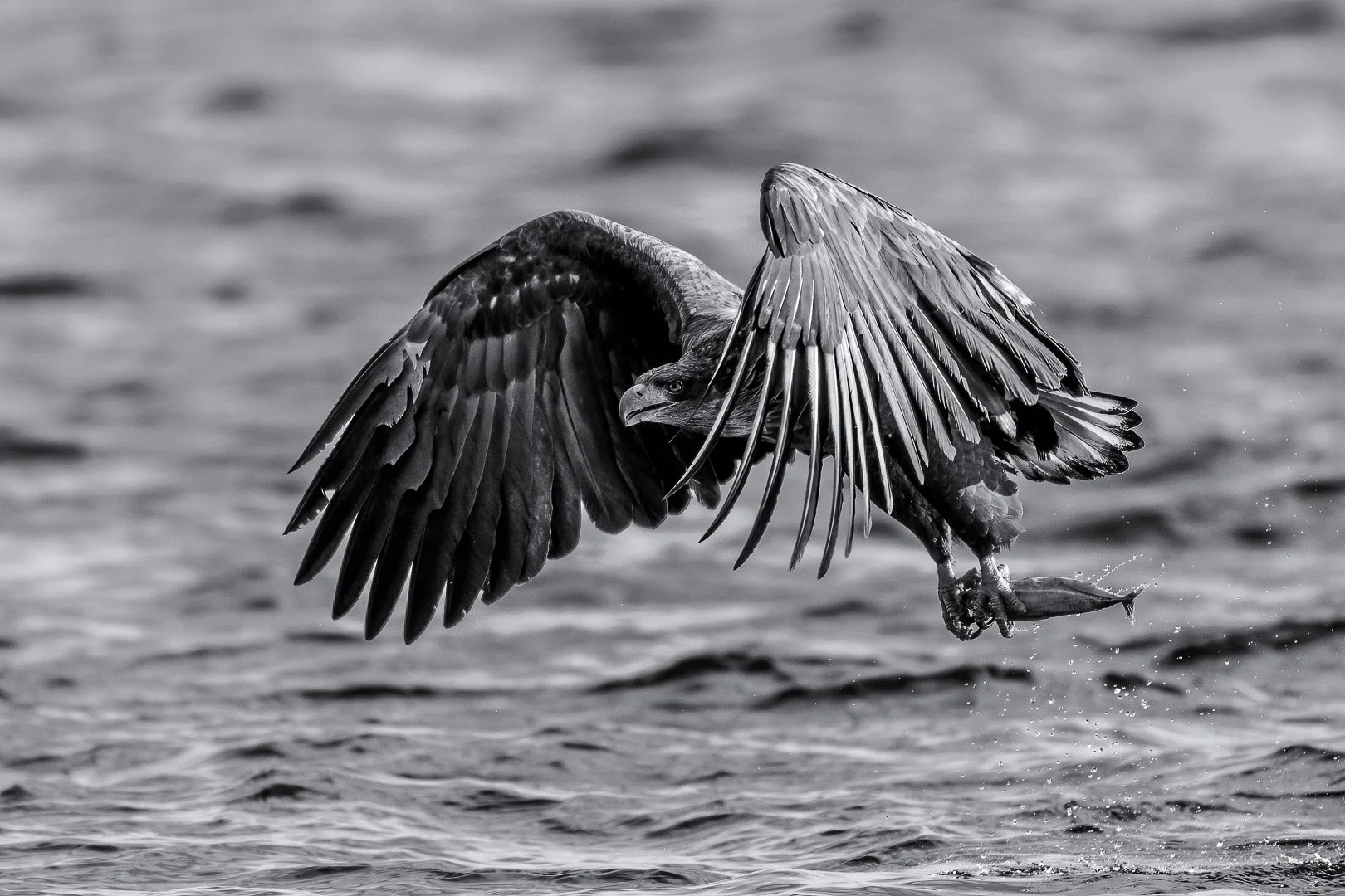 Germany's heraldic animal, the white-tailed eagle, the largest eagle in Germany and Europe