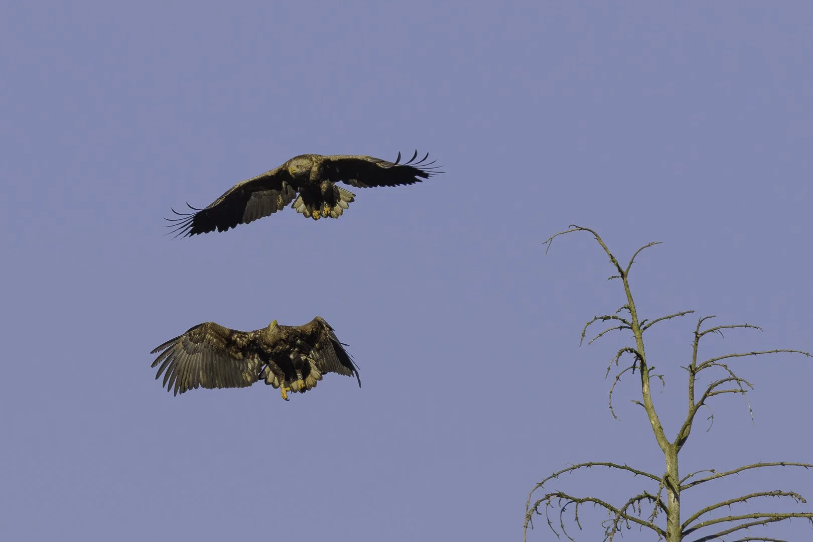 Dos pigargos europeos volando uno sobre otro cerca de un árbol muerto, cielo azul.
