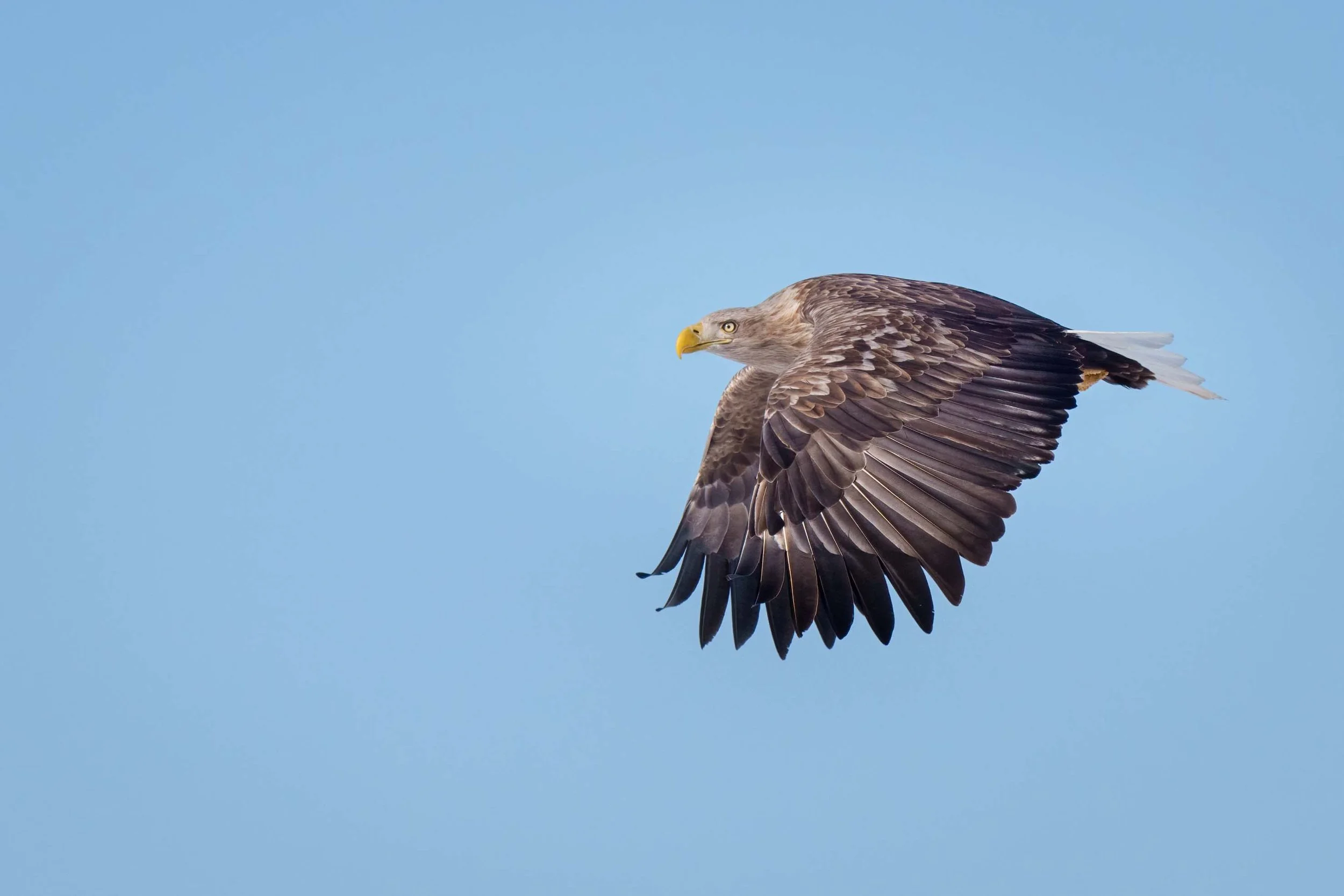 White-tailed eagle flying through a blue sky, a popular subject in German wildlife photography.