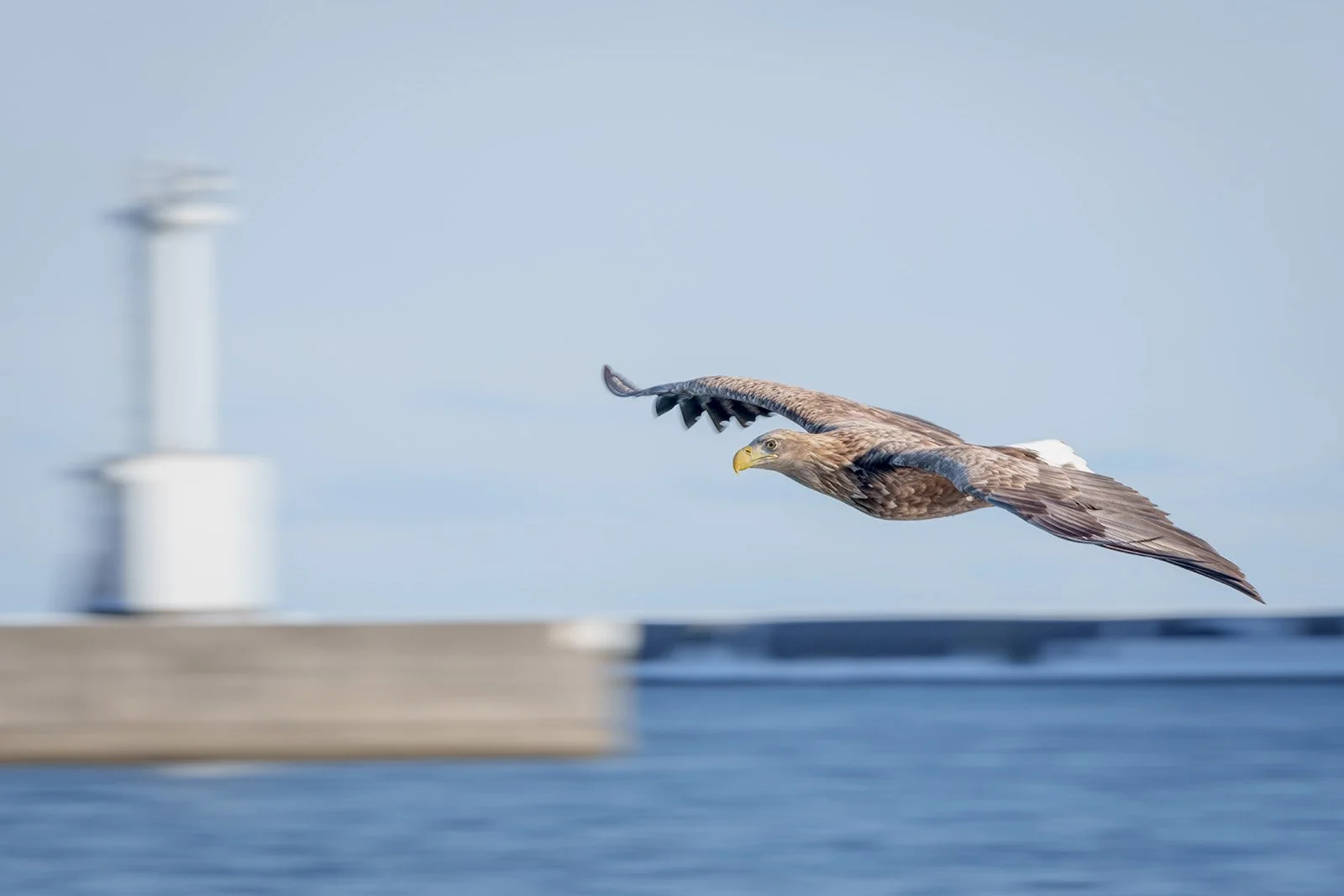A white-tailed eagle flies low over the water, with the background blurred using the panning technique. Perfect motion photography.
