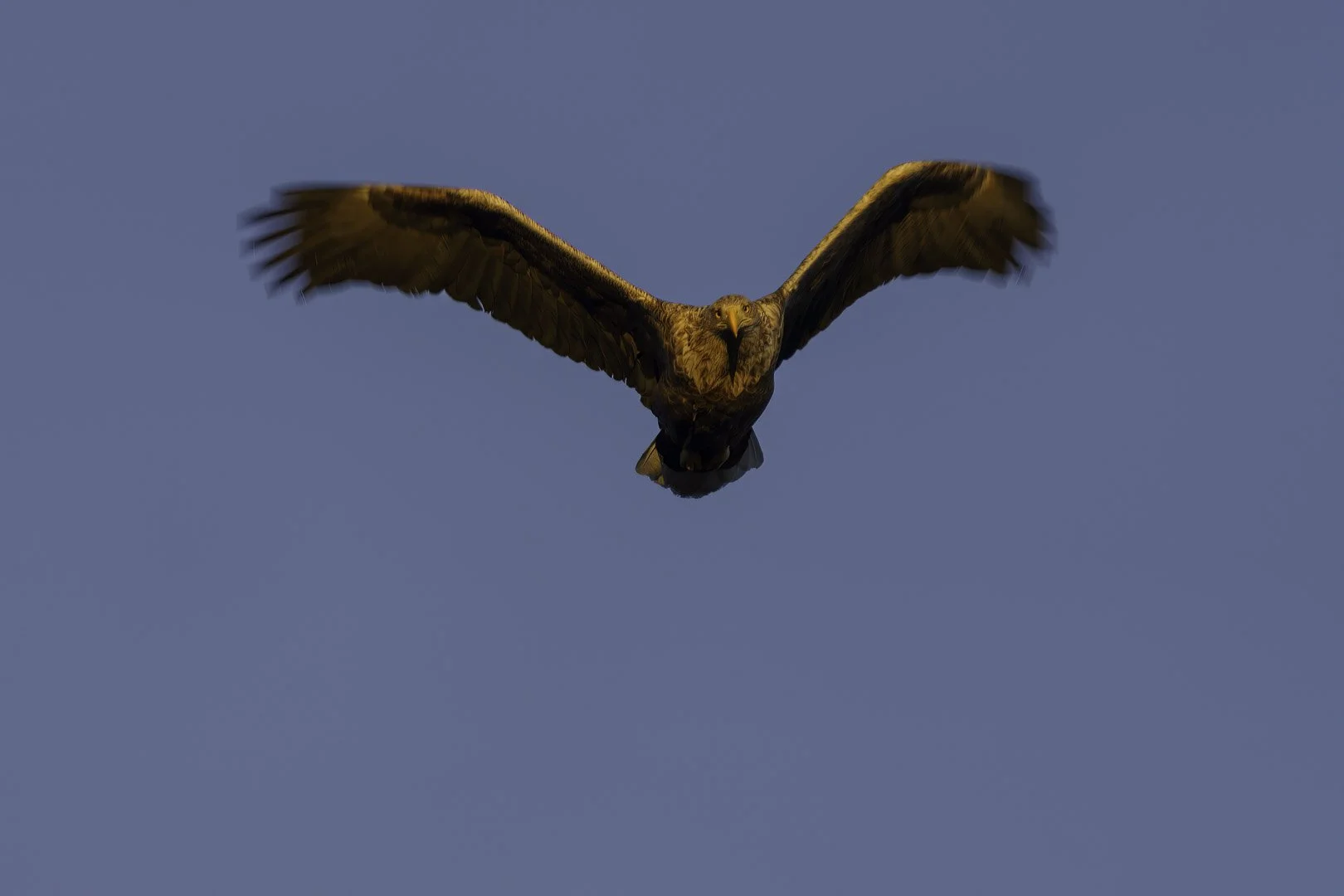 Seeadler im Überflug am Himmel, schaut mich an